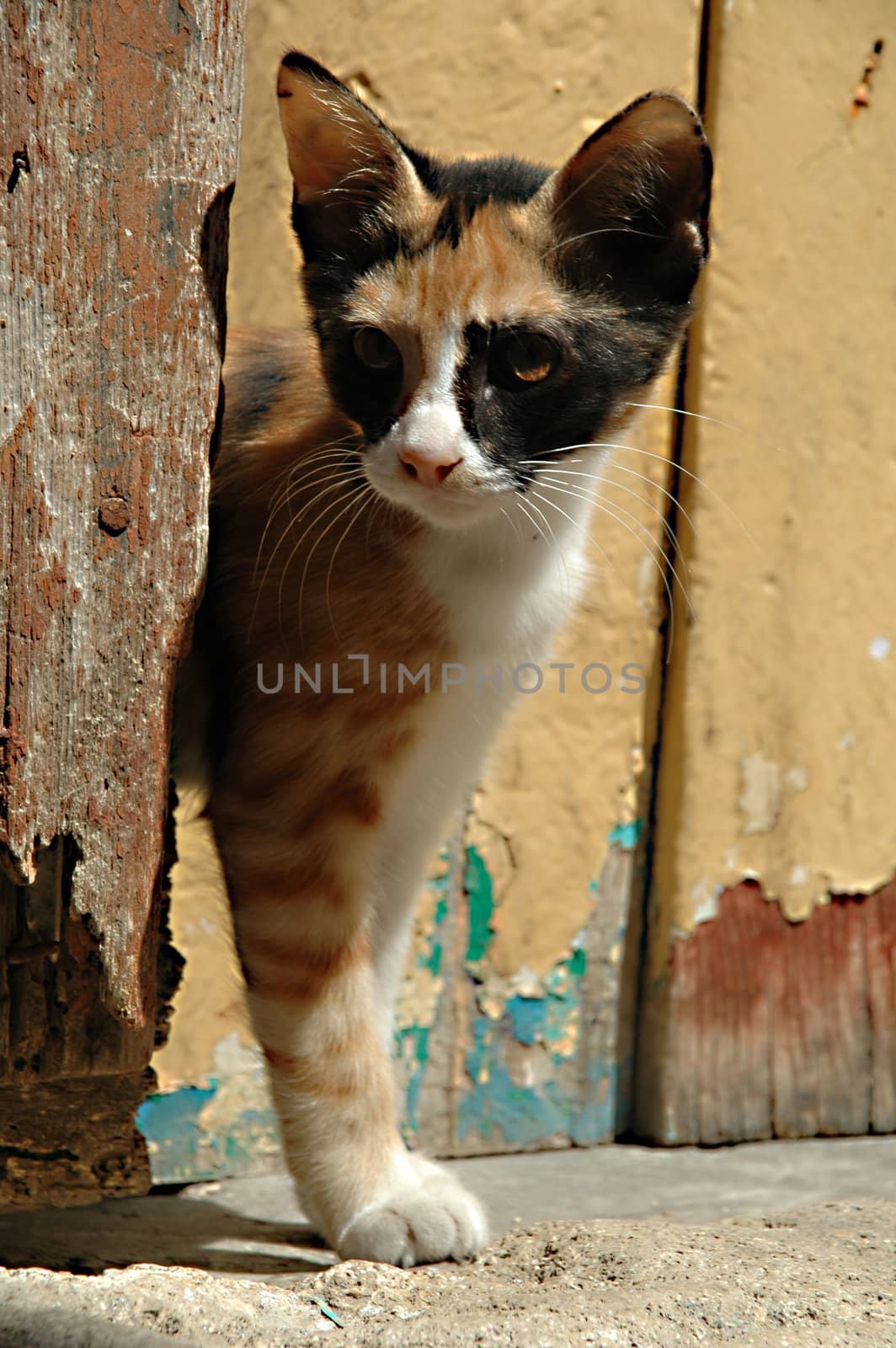 Cat and wooden door by cfoto