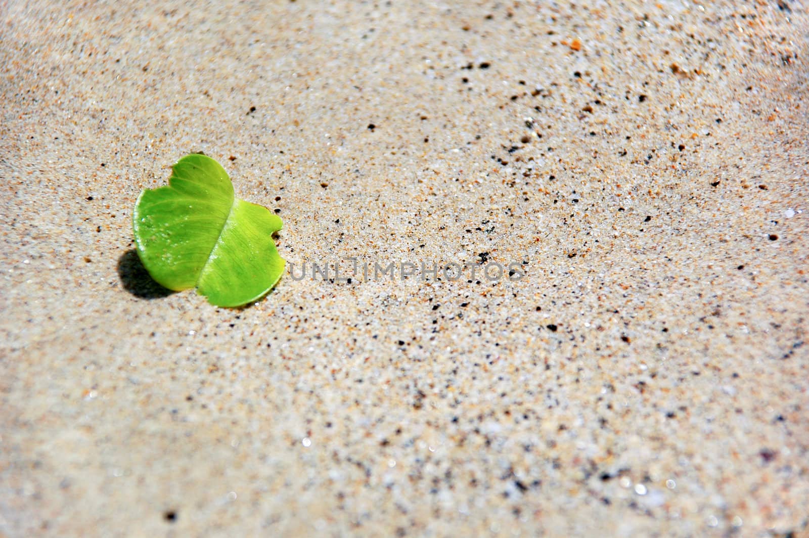 Green and sand by cfoto