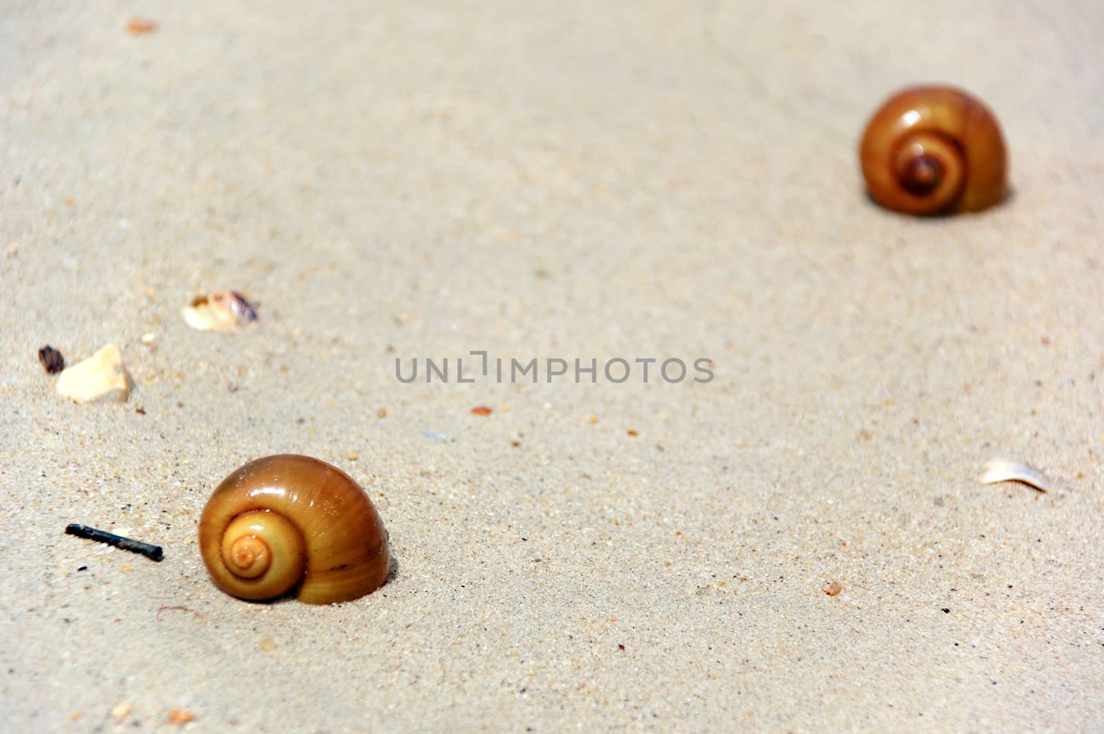 Snails on beach. One closeup and one in distance