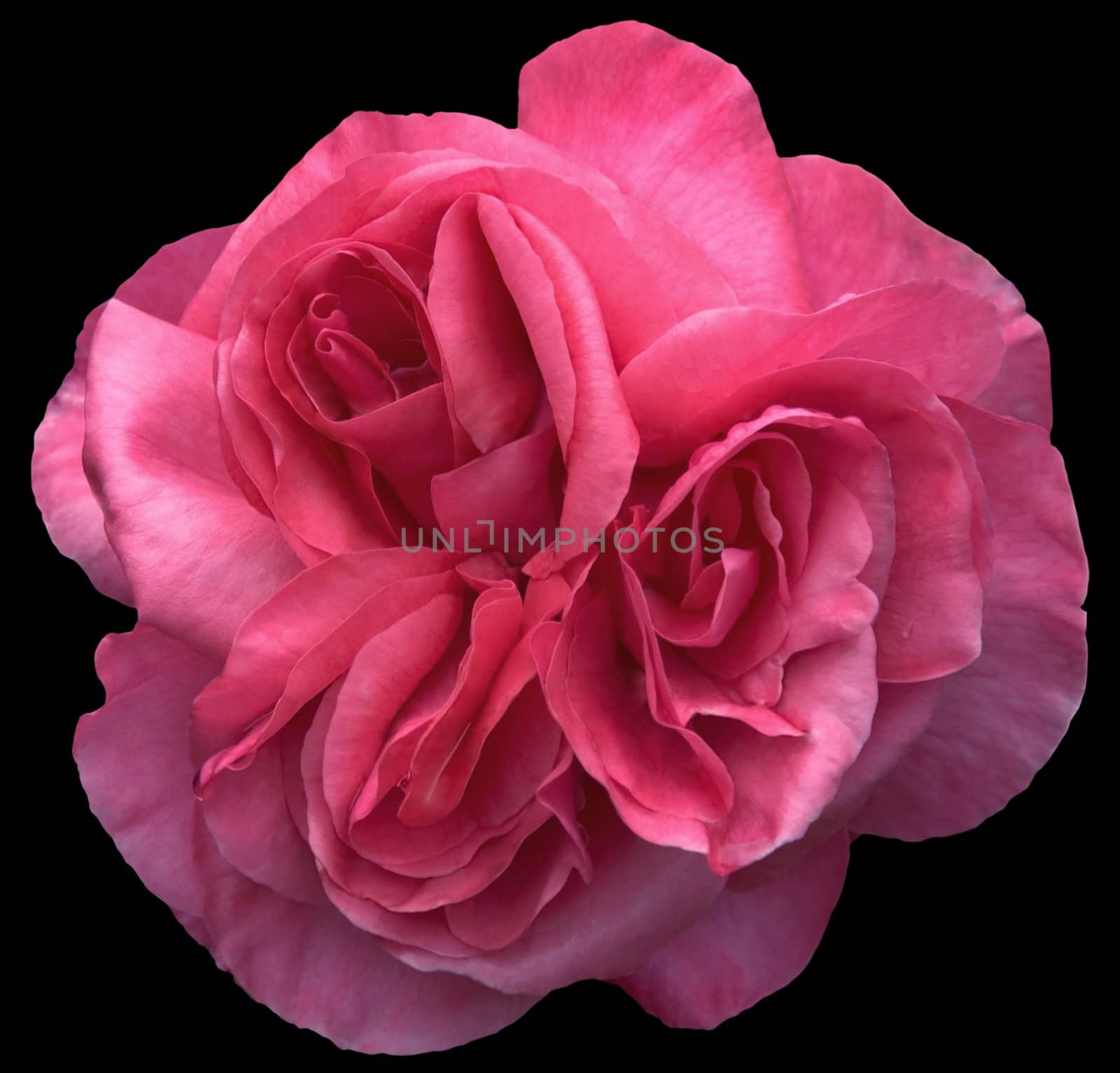 Full-blown pink rose with triple centers (isolation on black with clipping path)