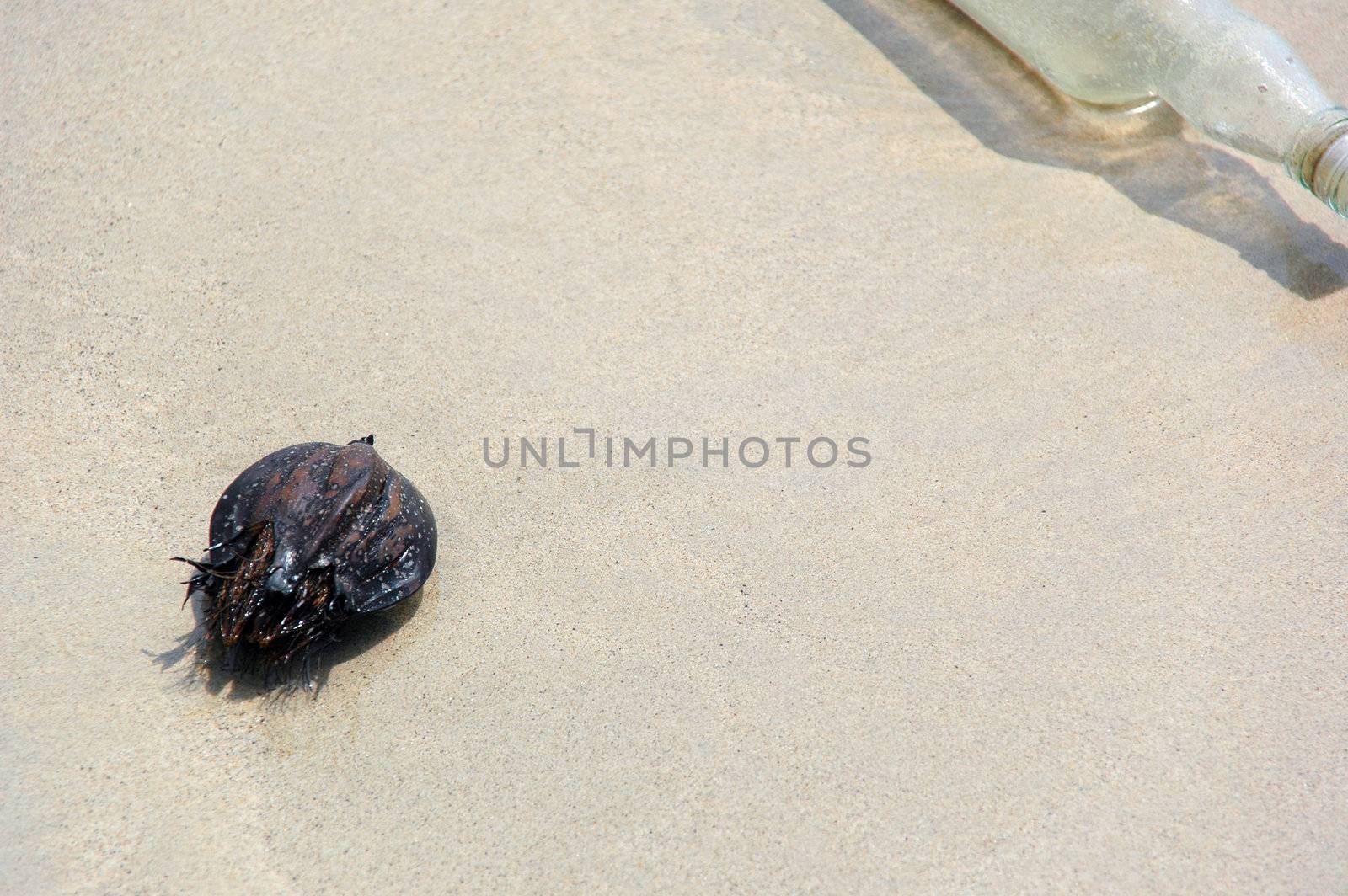 Coconut and bottle by cfoto