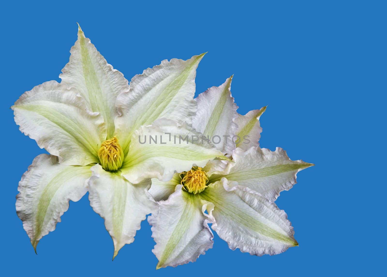 Motif of two white Clematis flowers (Clematis Jackmanii) with copy space, isolation on sky-blue background with clipping path