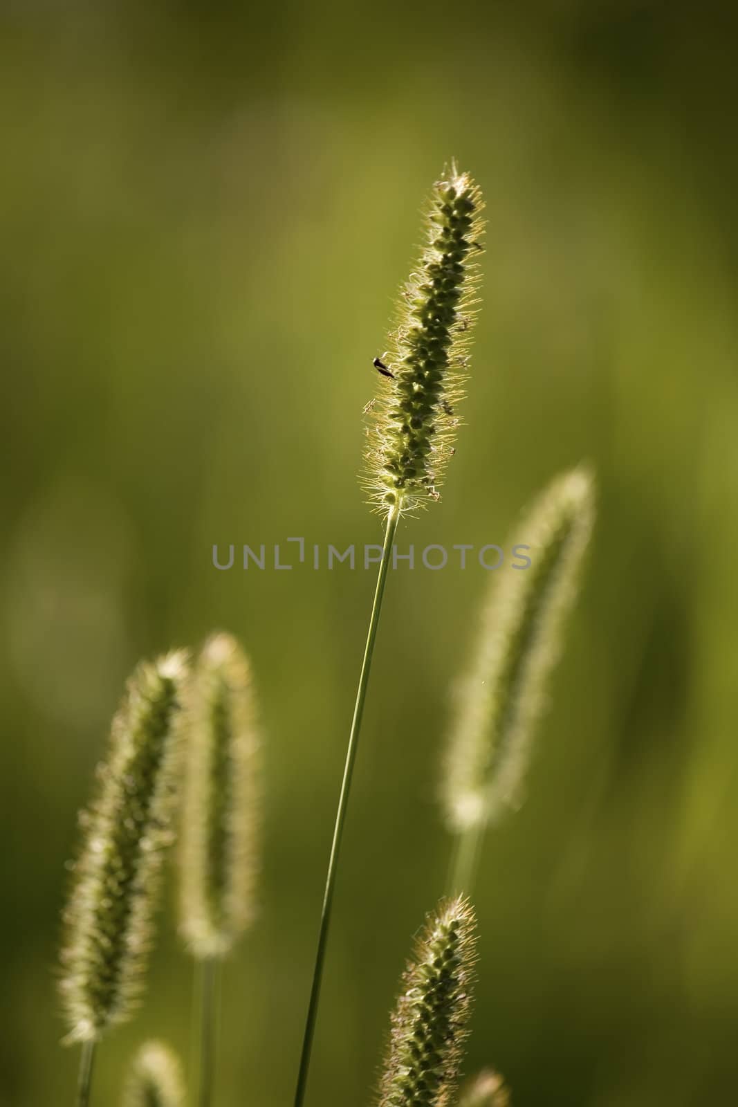 summer grass in evening sunshine