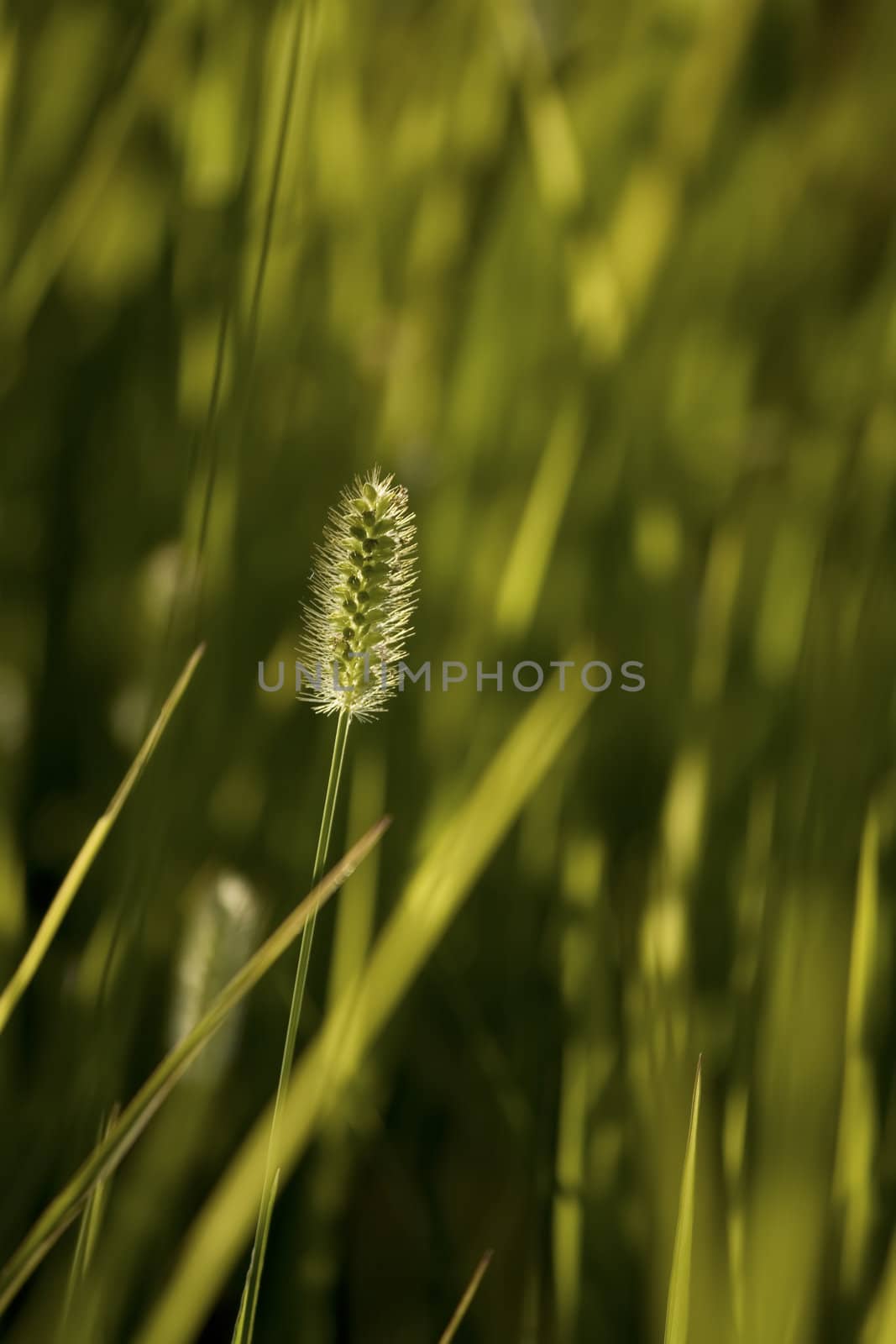 summer grass in evening sunshine