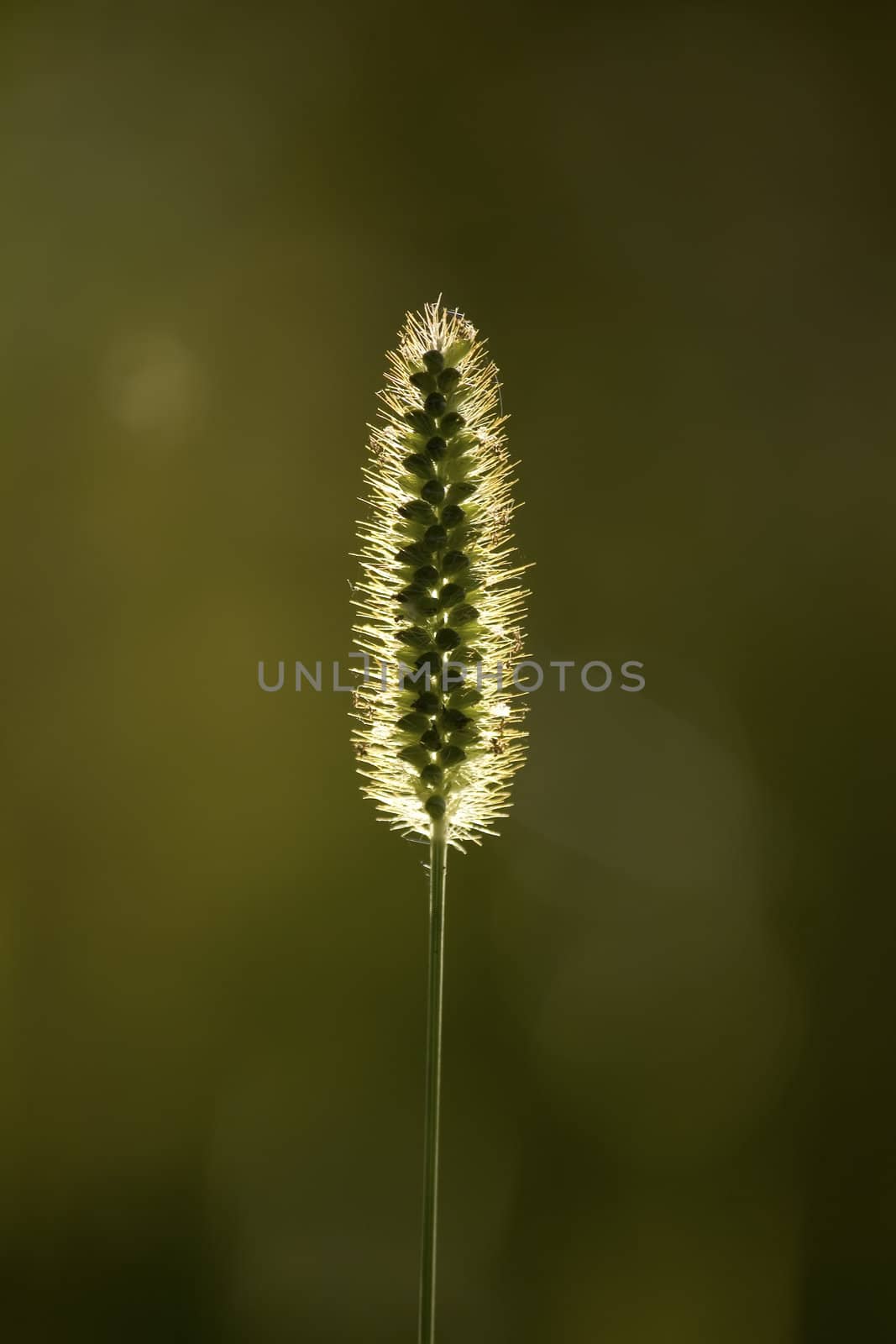 summer grass in evening sunshine