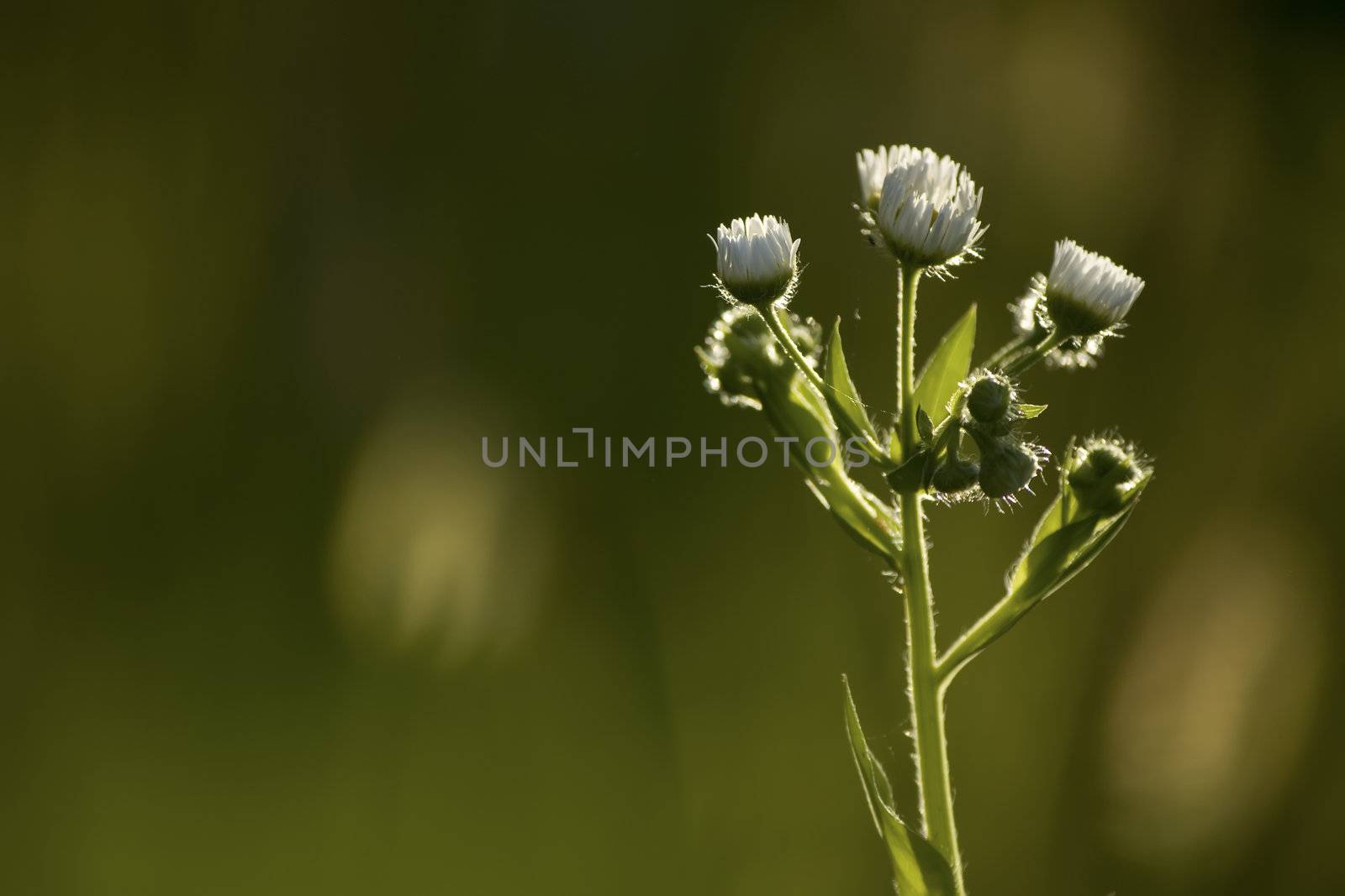 chamomile flowers by nubephoto
