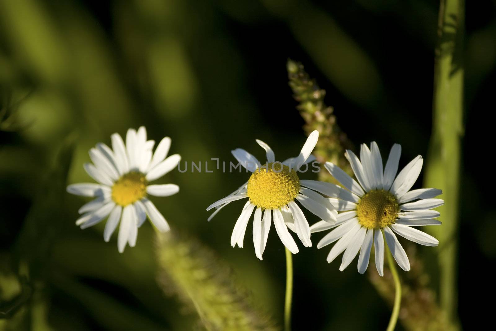 chamomile flowers by nubephoto