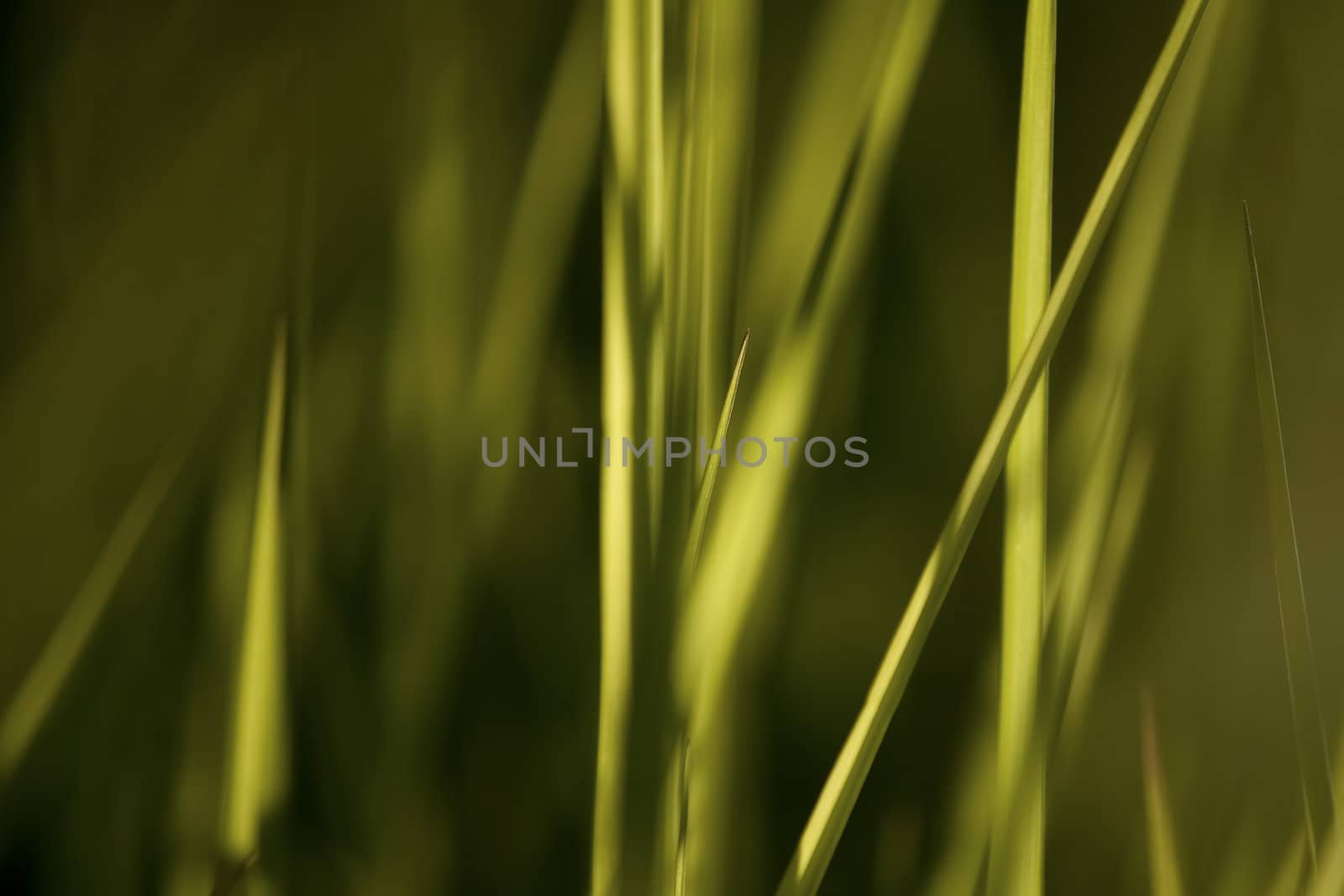summer grass, abstract background by nubephoto