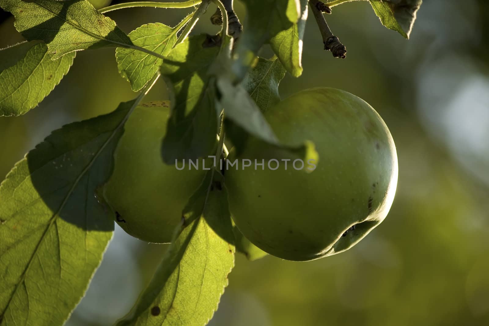 green apples on a branch