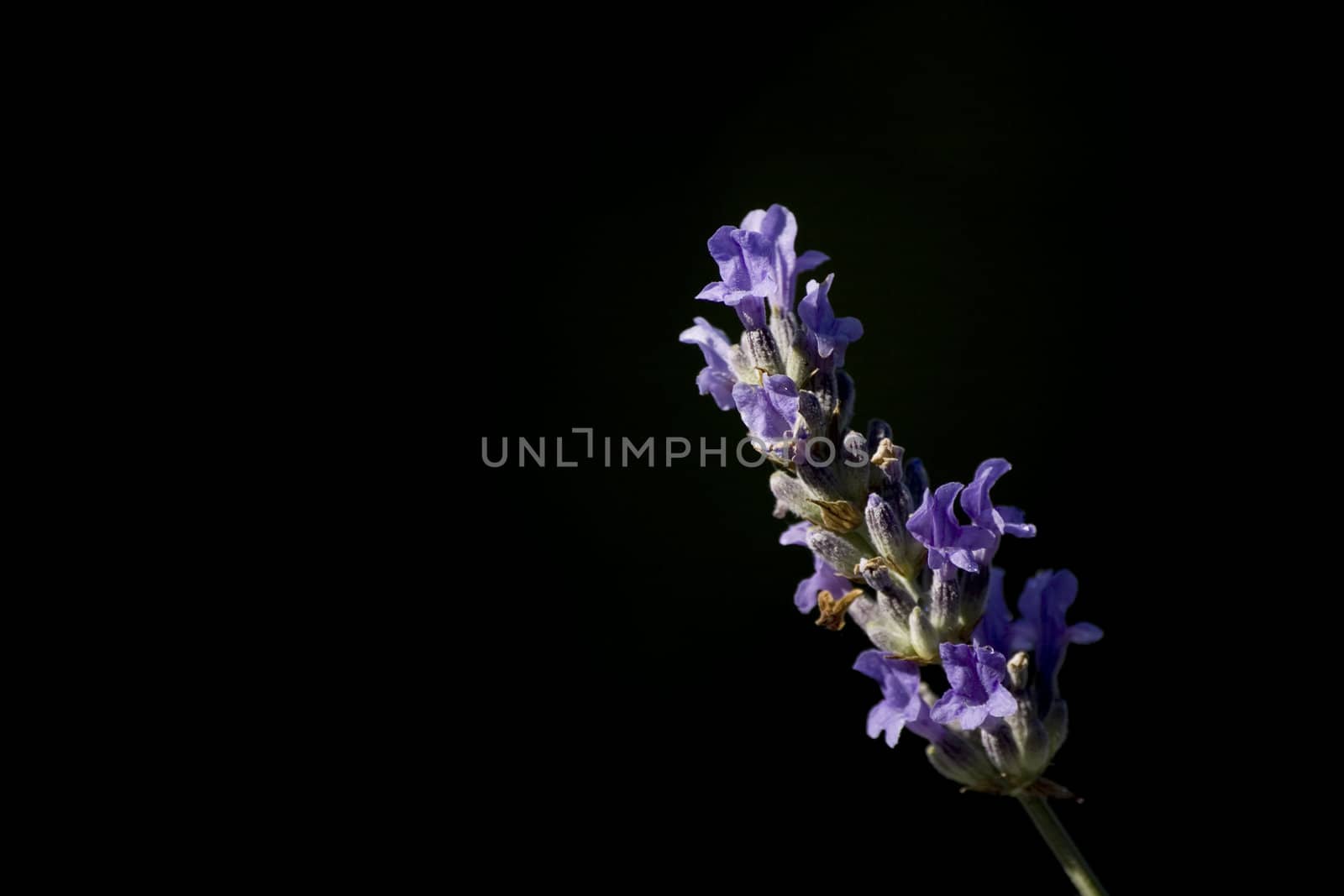 lavender flower against dark background