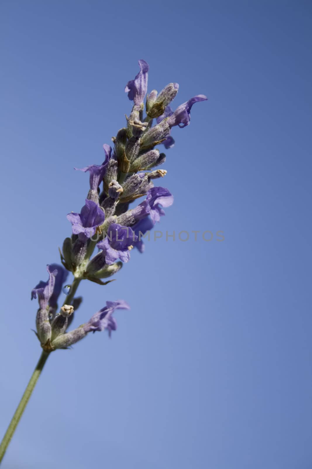 lavender flower against blue sky