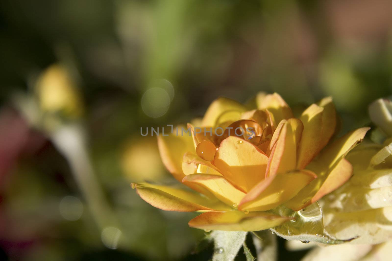 close up of an orange rose
