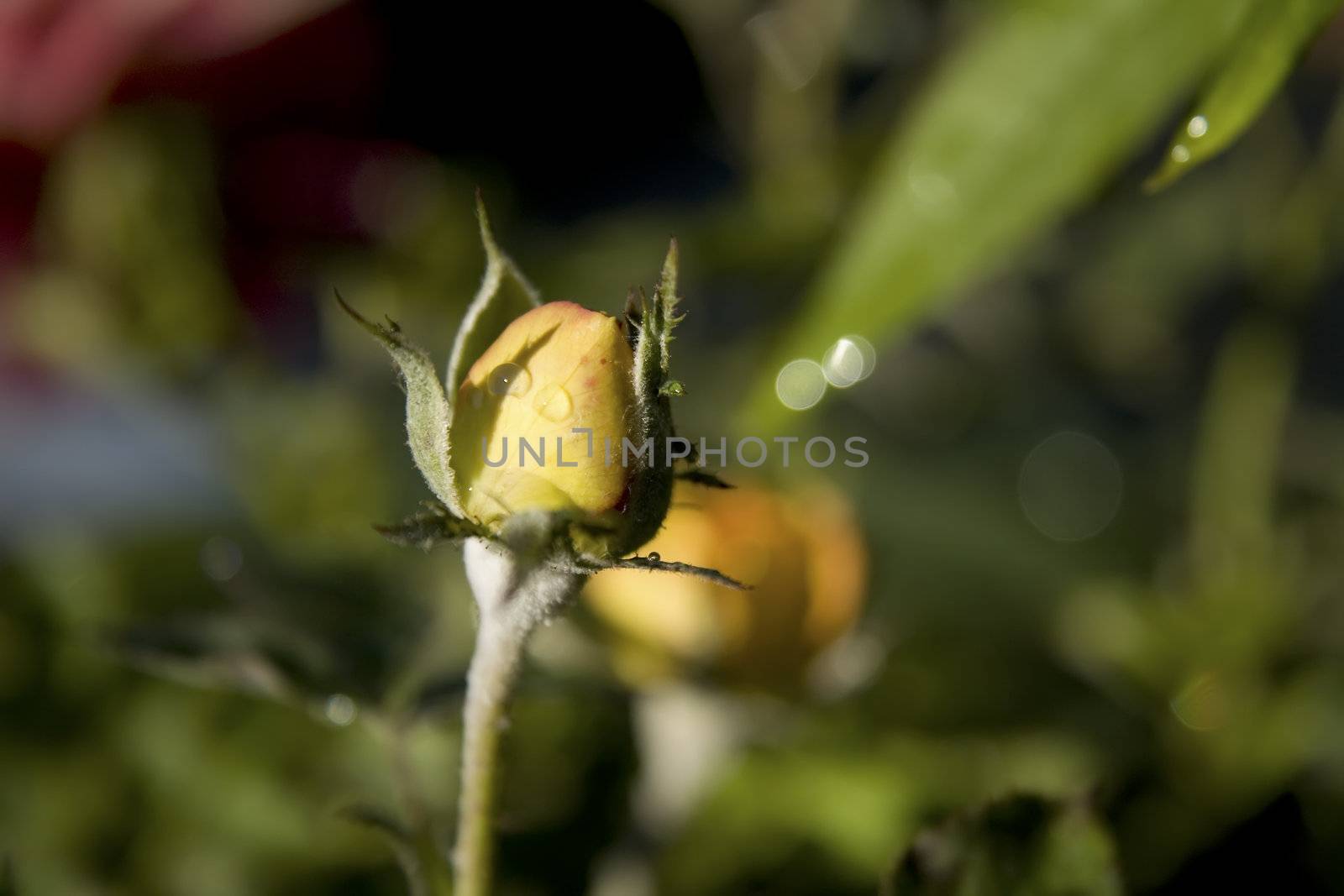 orange rose by nubephoto