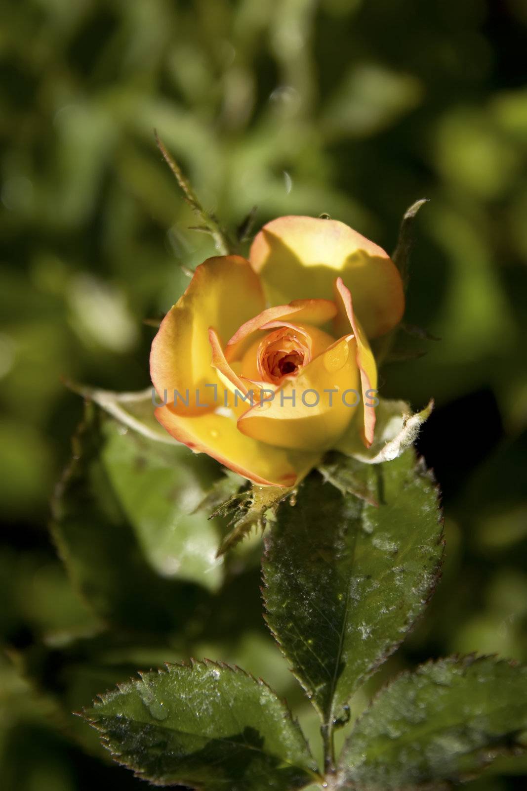 orange rose by nubephoto