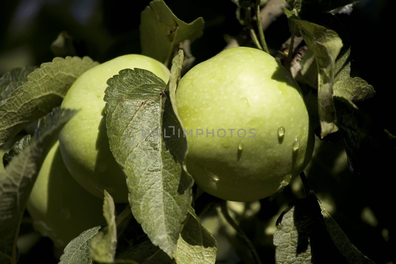 apples on a branch by nubephoto