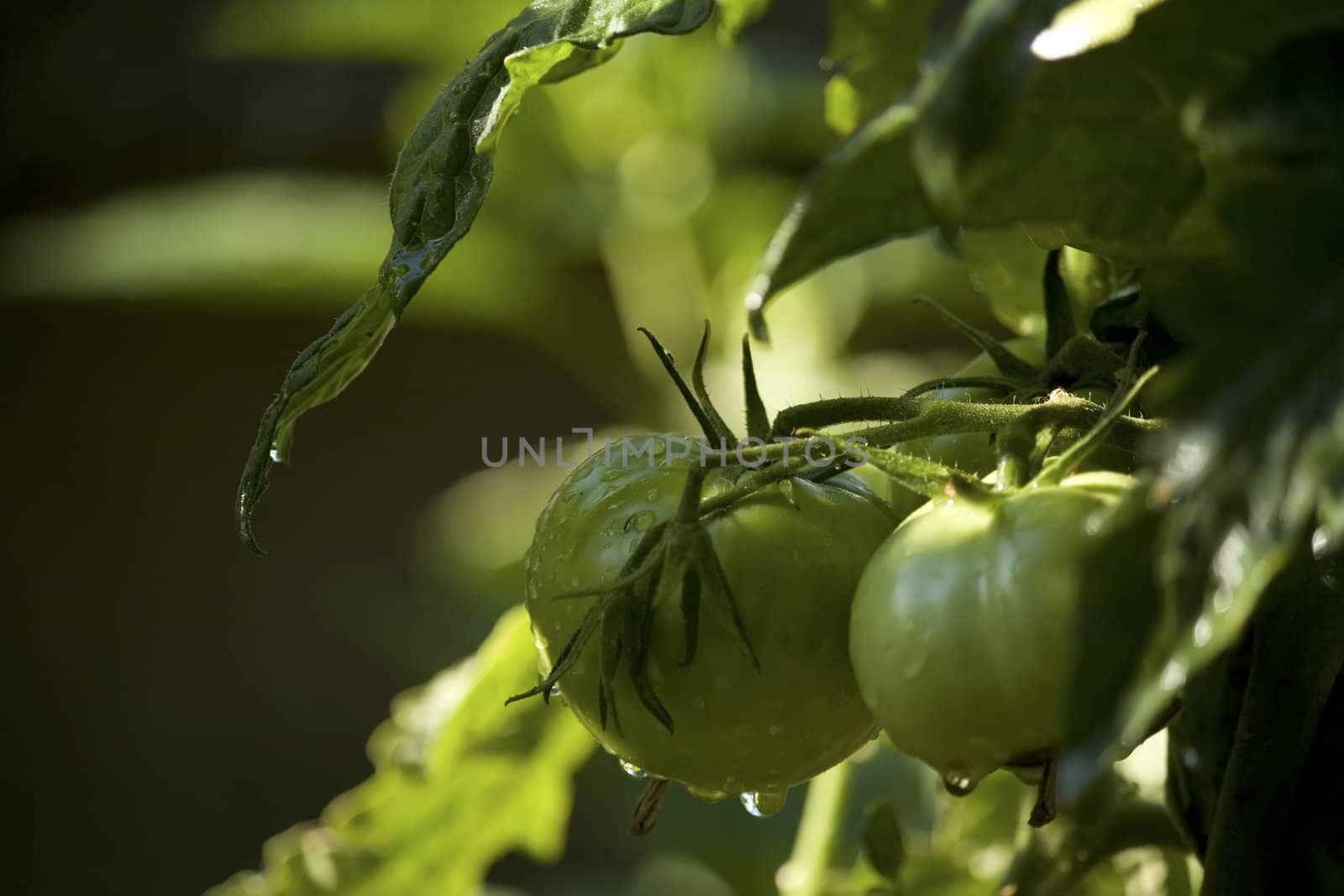 green tomatoes by nubephoto