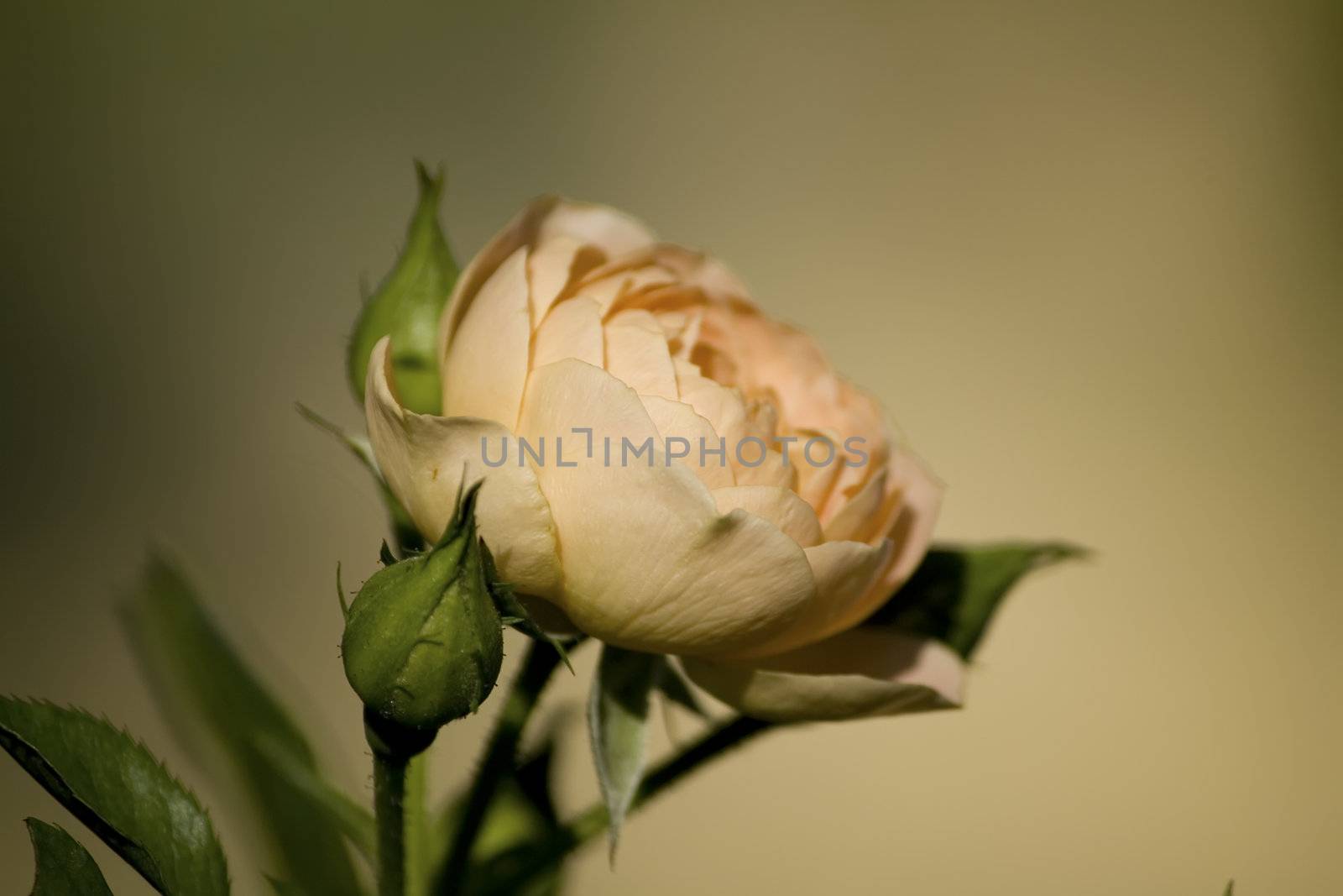 close up of a peach rose