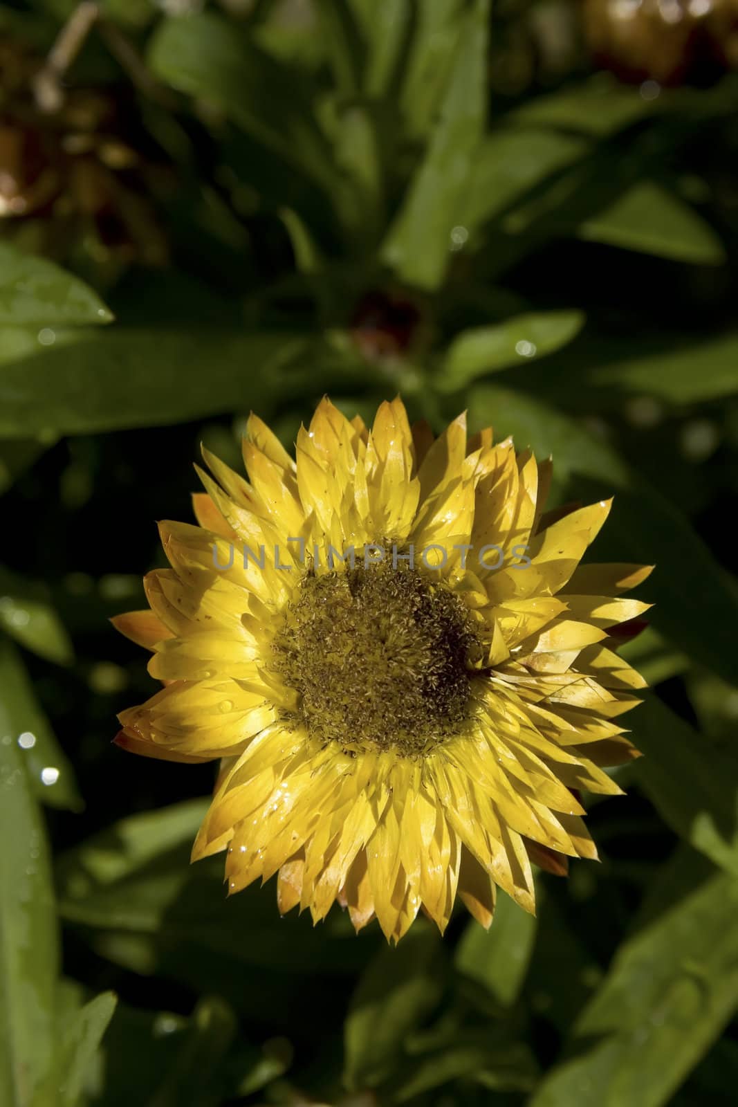 close up of a strawflower