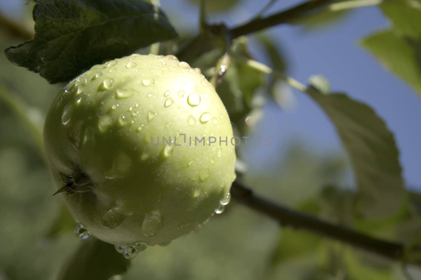 green apple on a branch