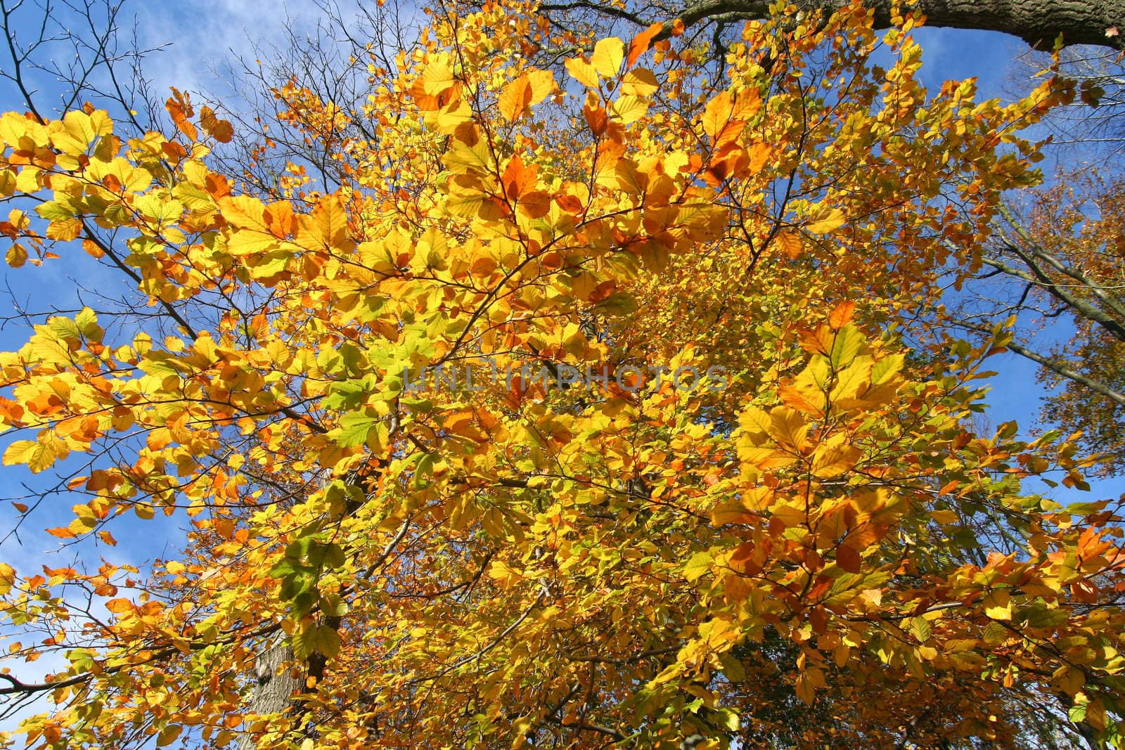 Autumn leaves in a forest