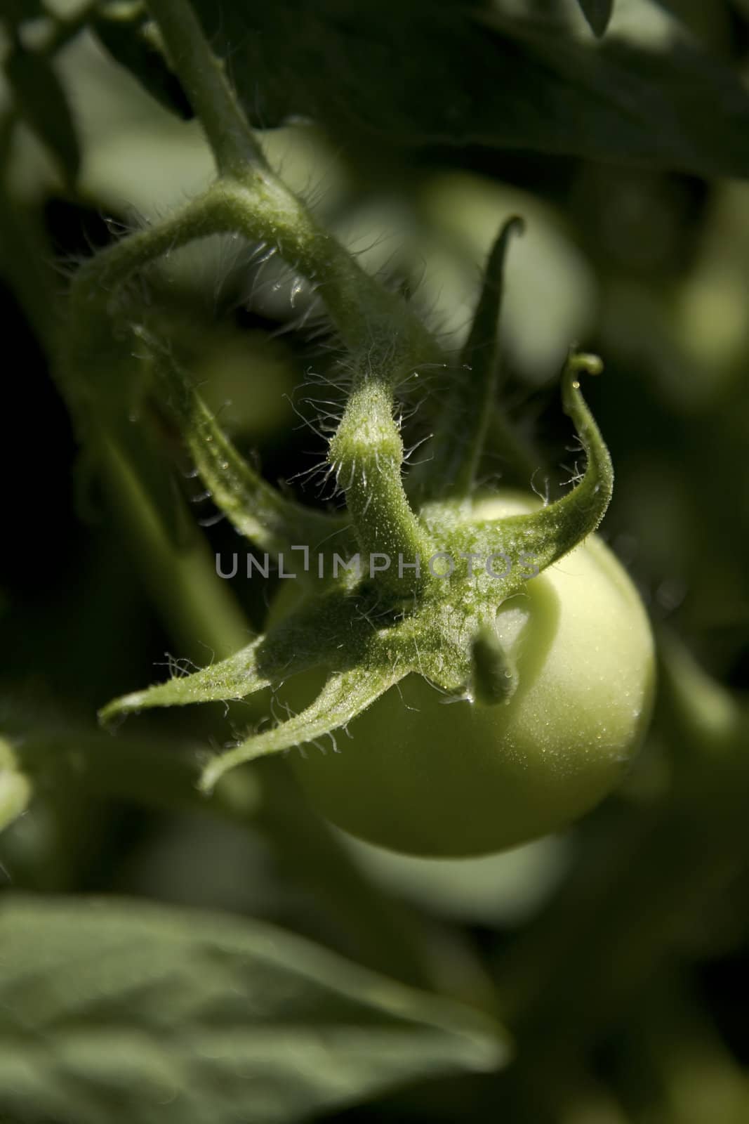 close up of a green tomatoe