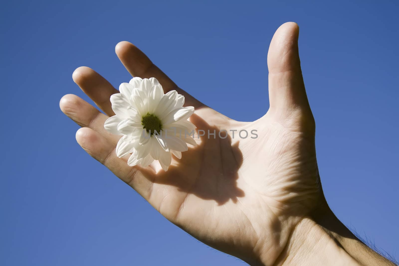 flower and hand against blue sky by nubephoto