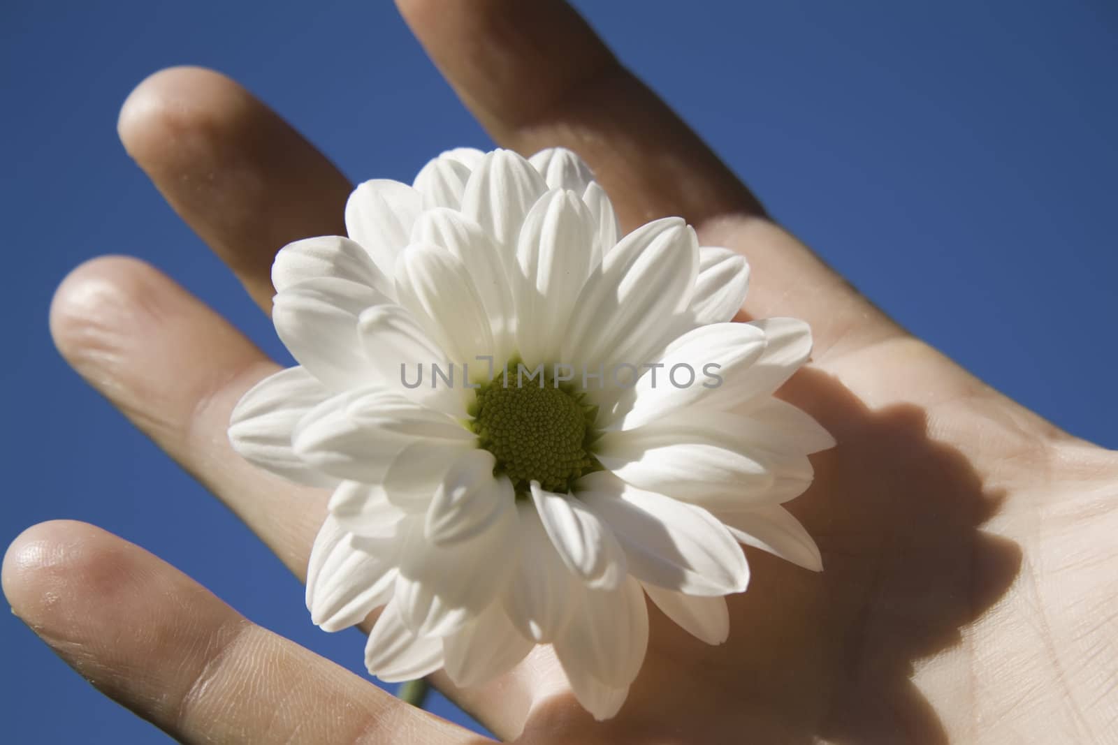 flower and hand against blue sky by nubephoto