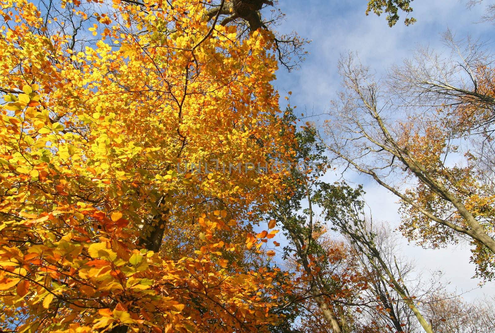 Looking up at the colourful treetops in autumn