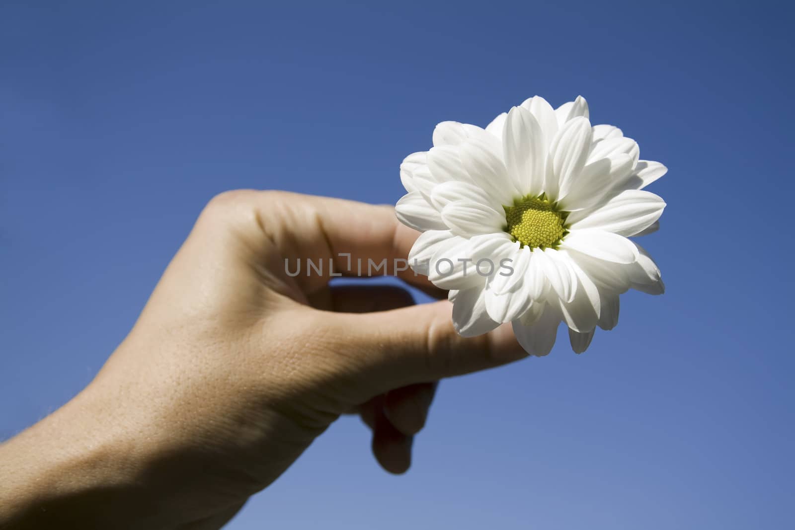 flower and hand against blue sky by nubephoto