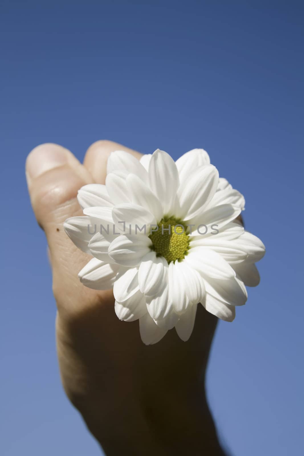 flower and hand against blue sky by nubephoto