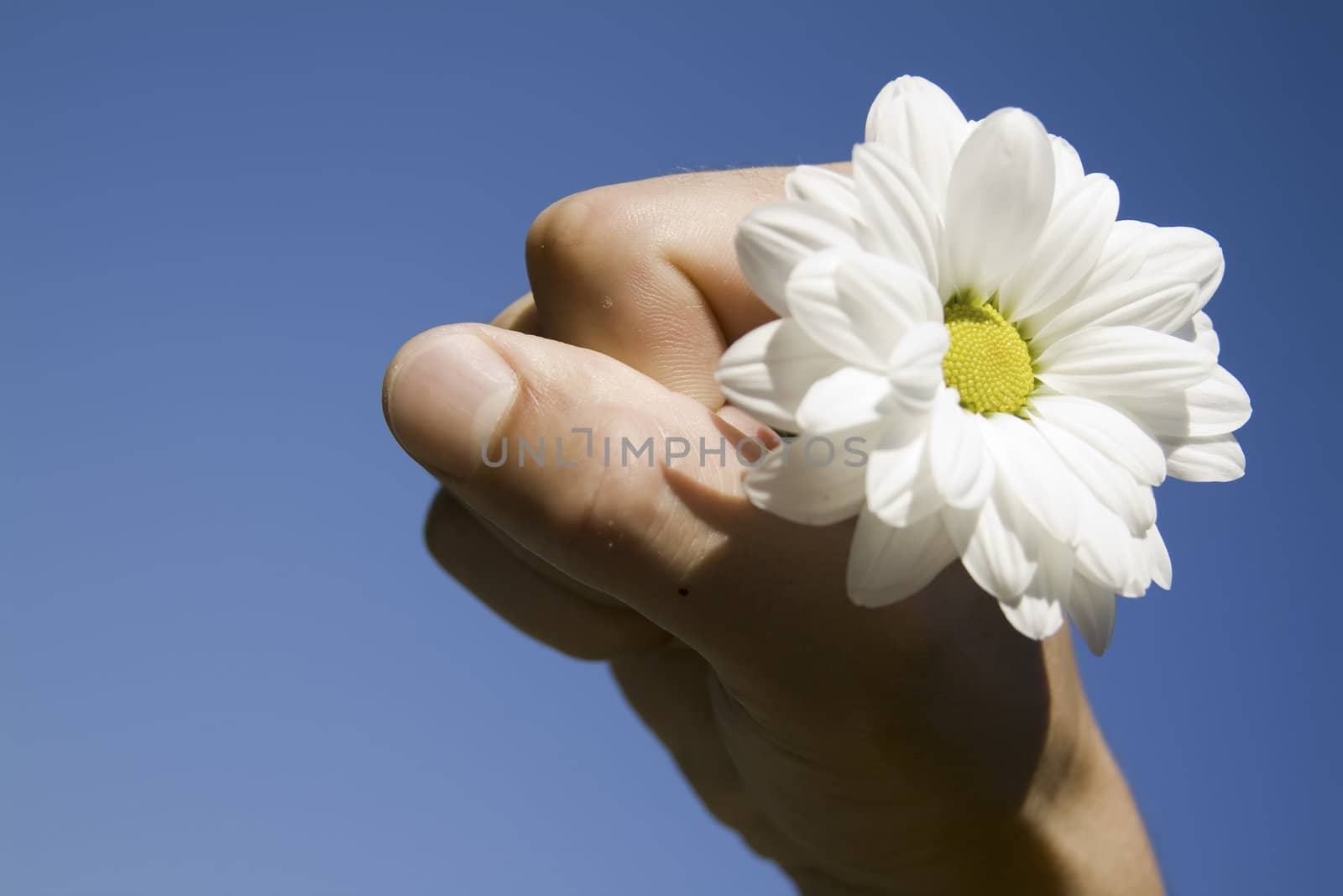 flower and hand against blue sky by nubephoto