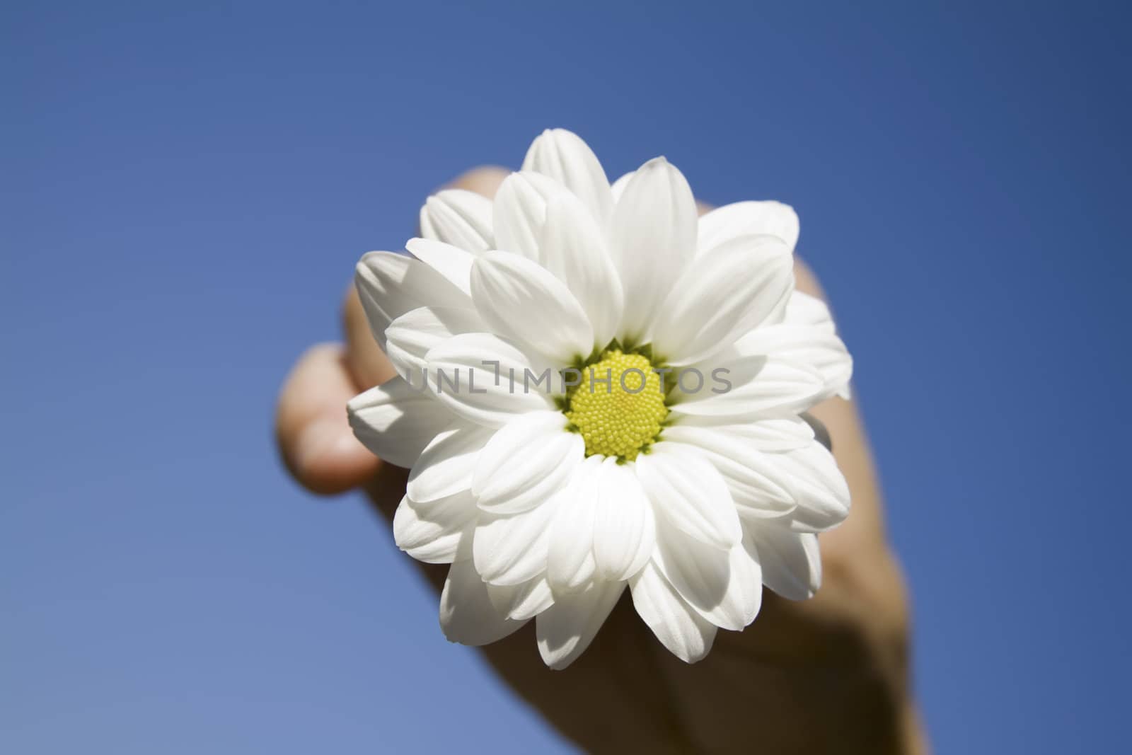 flower and hand against blue sky by nubephoto