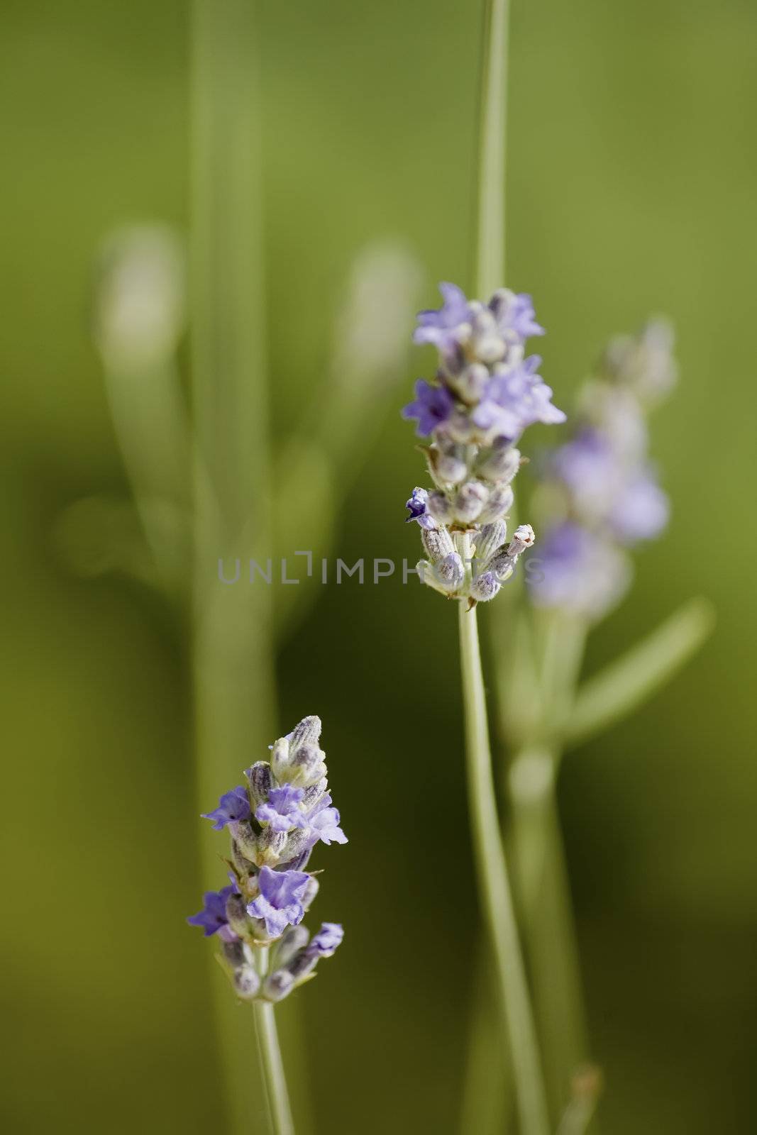 lavander flowers against green background