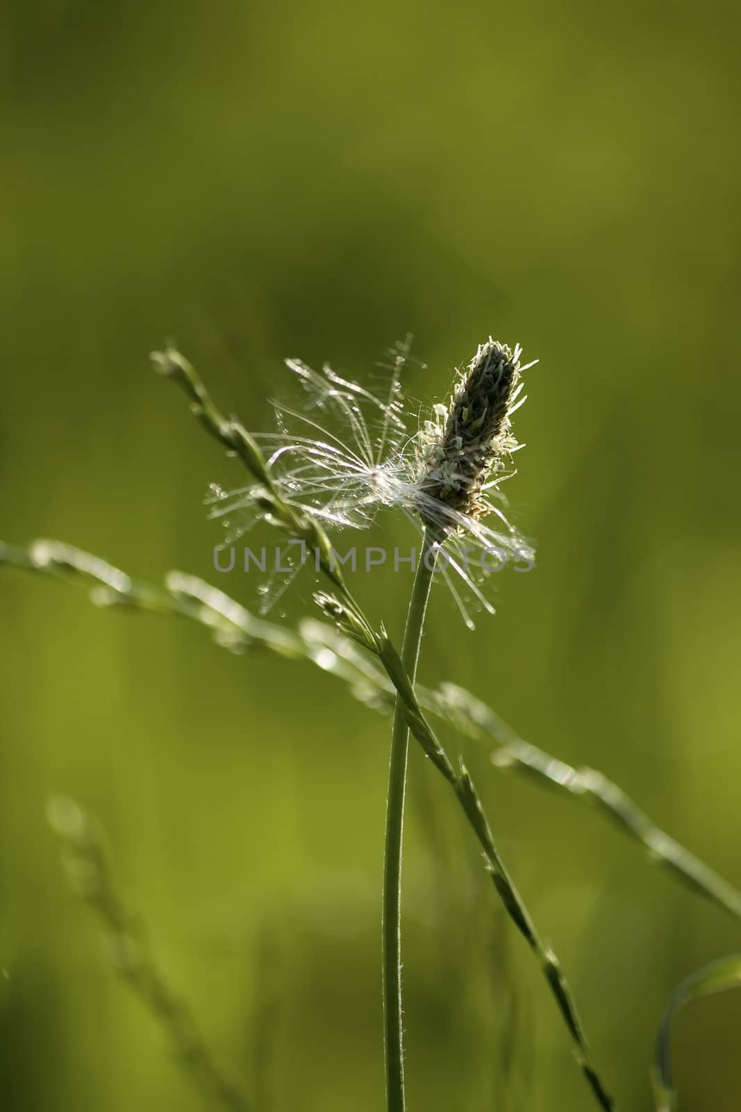 summer grass in morning sunshine