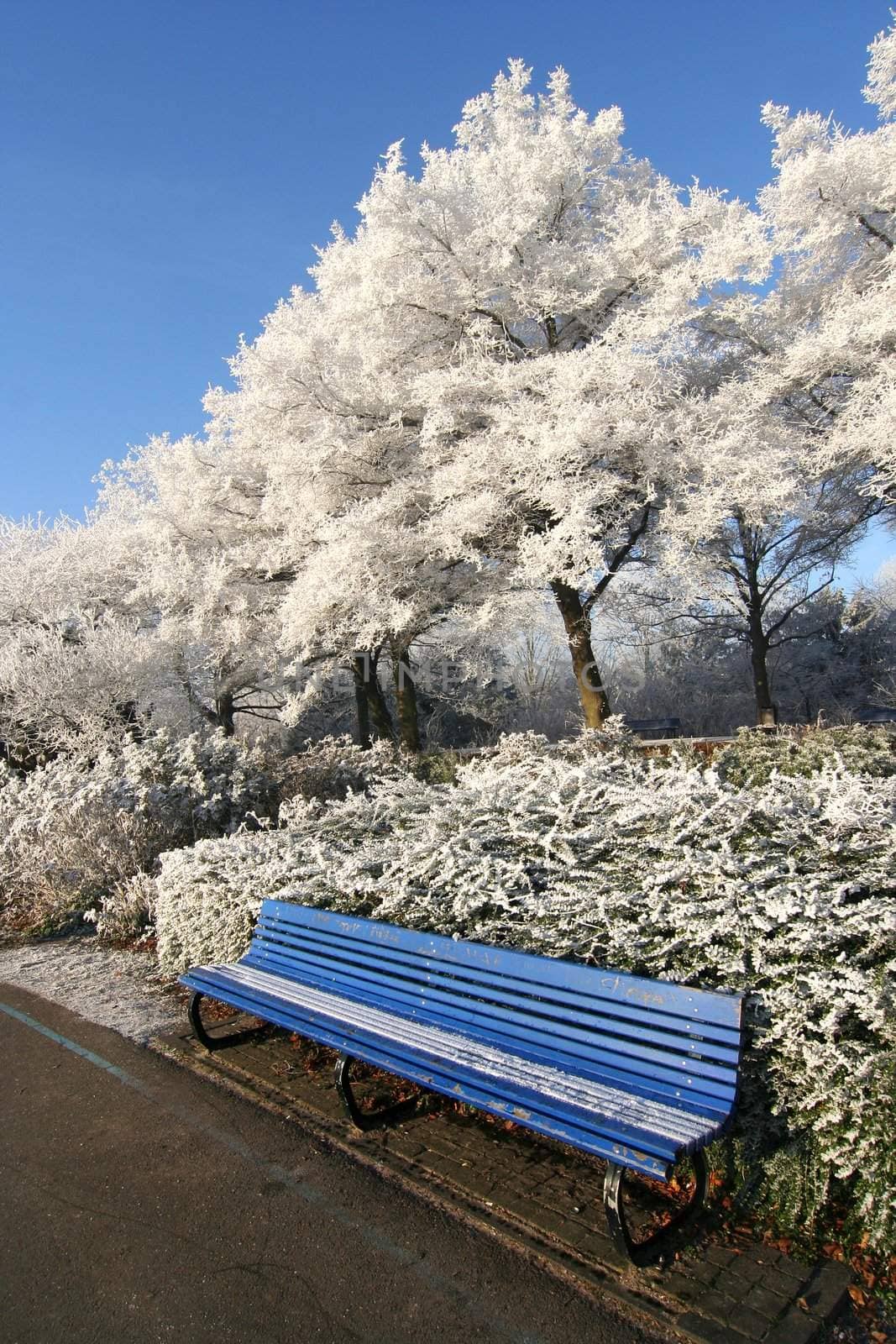 Bench with frozen trees in wintry park