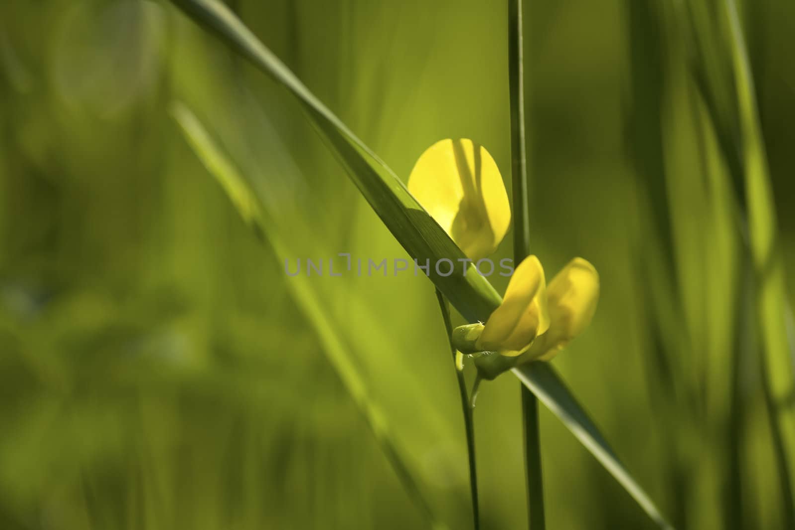 summer grass in morning sunshine