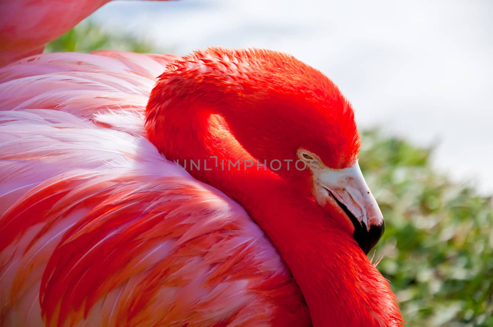 Close up of Florida Flamingo