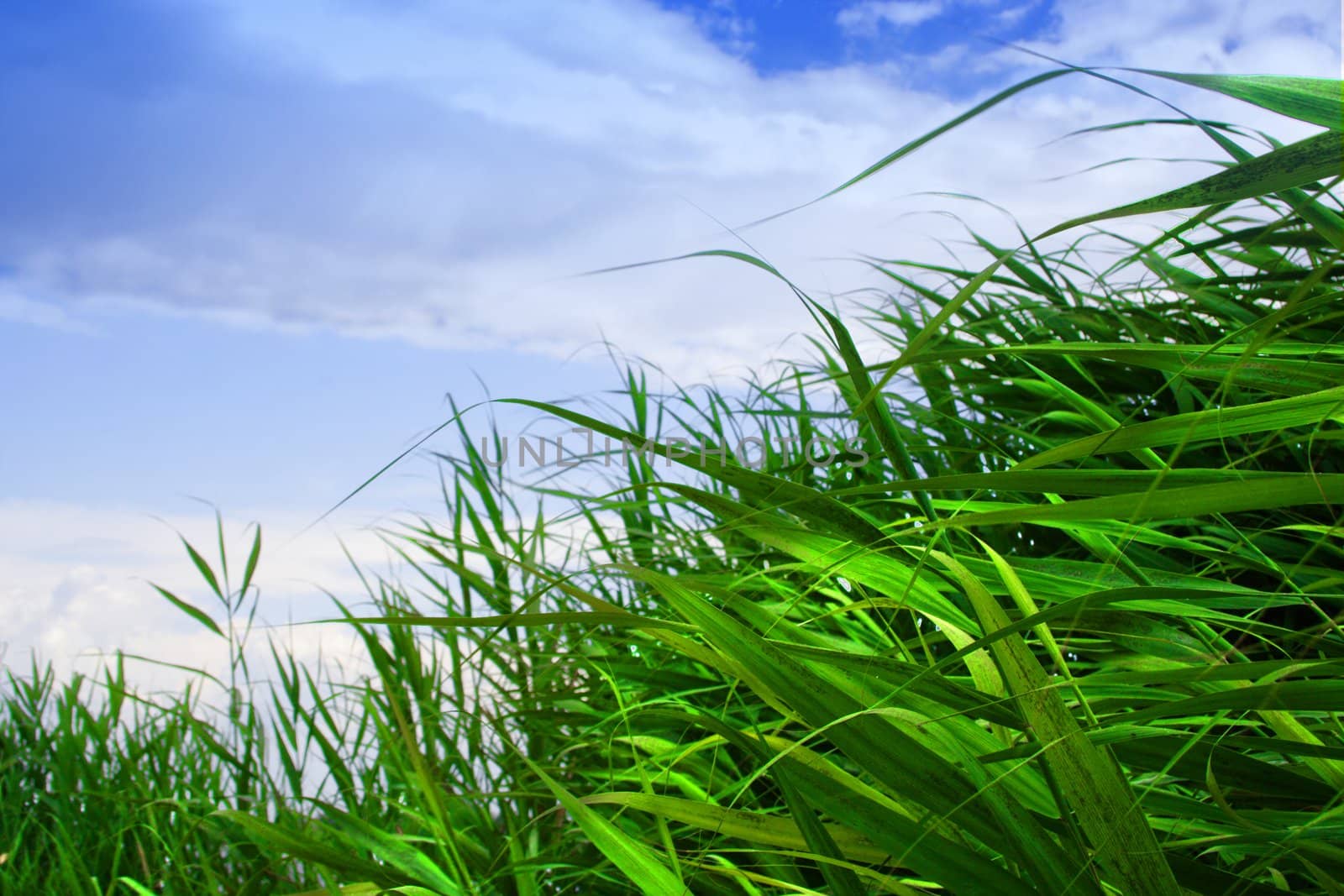 year landscape with beautiful herb green colour under blue sky and cloud