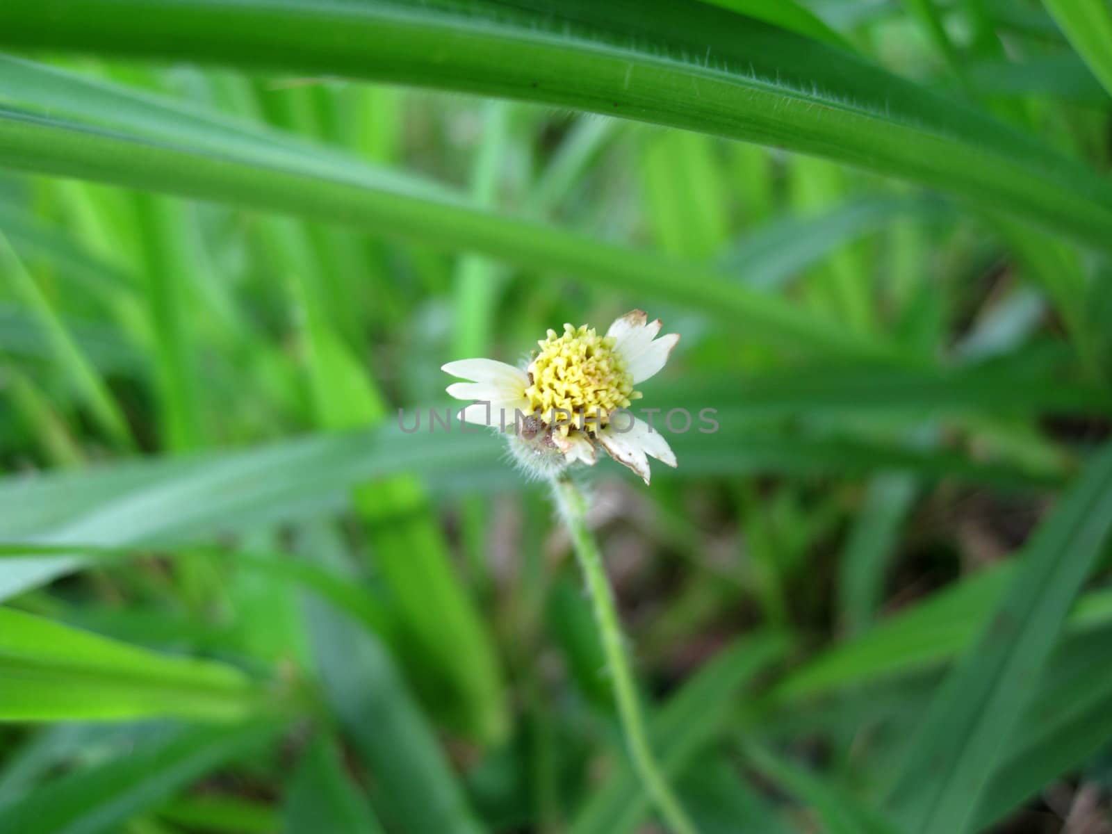 a small dandelion growing in a bush