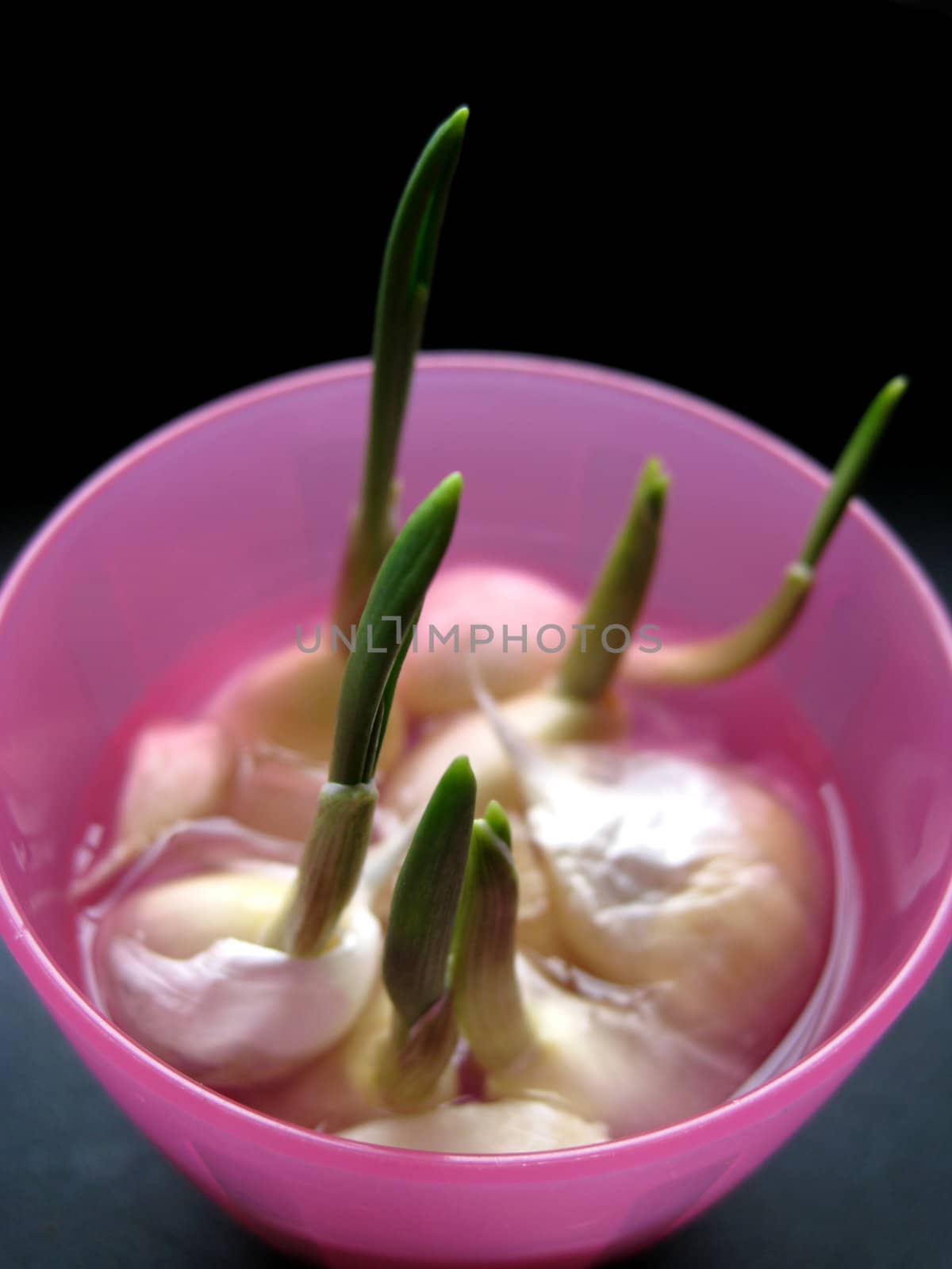 a cup of garlic sprout