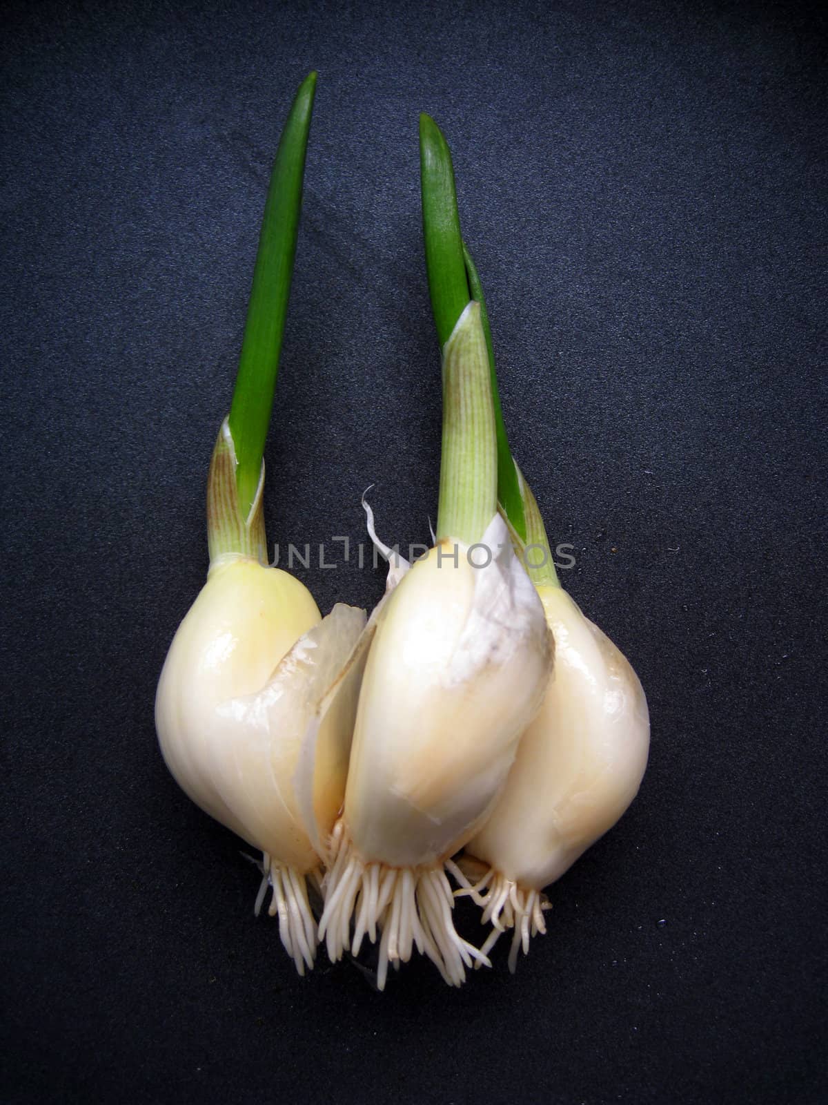 a top view of a growing garlic sprout