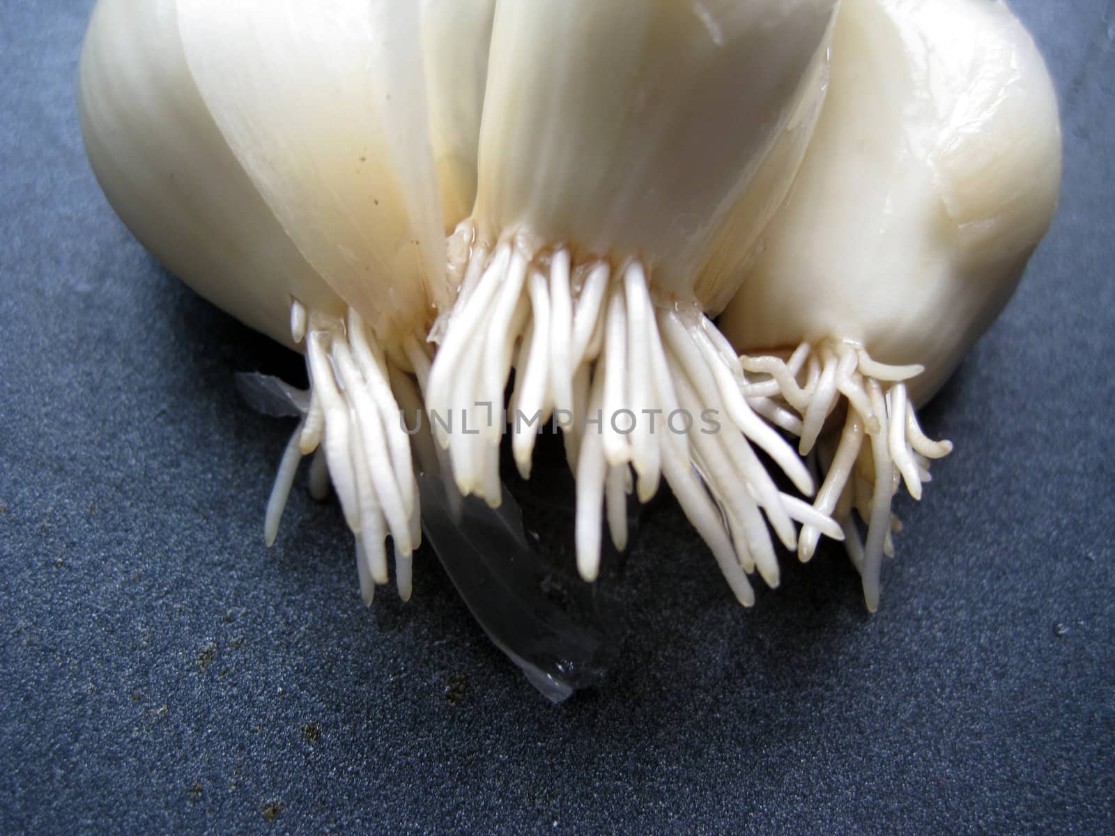 a close up view for garlic root