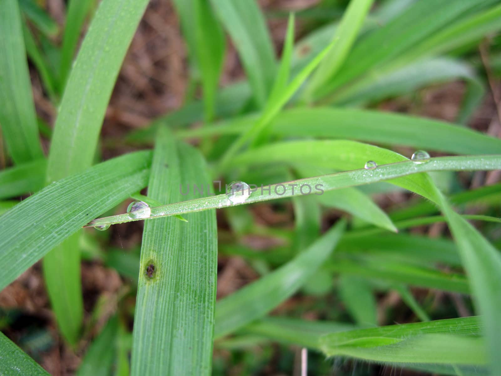 dewdrop on the grass in the field 