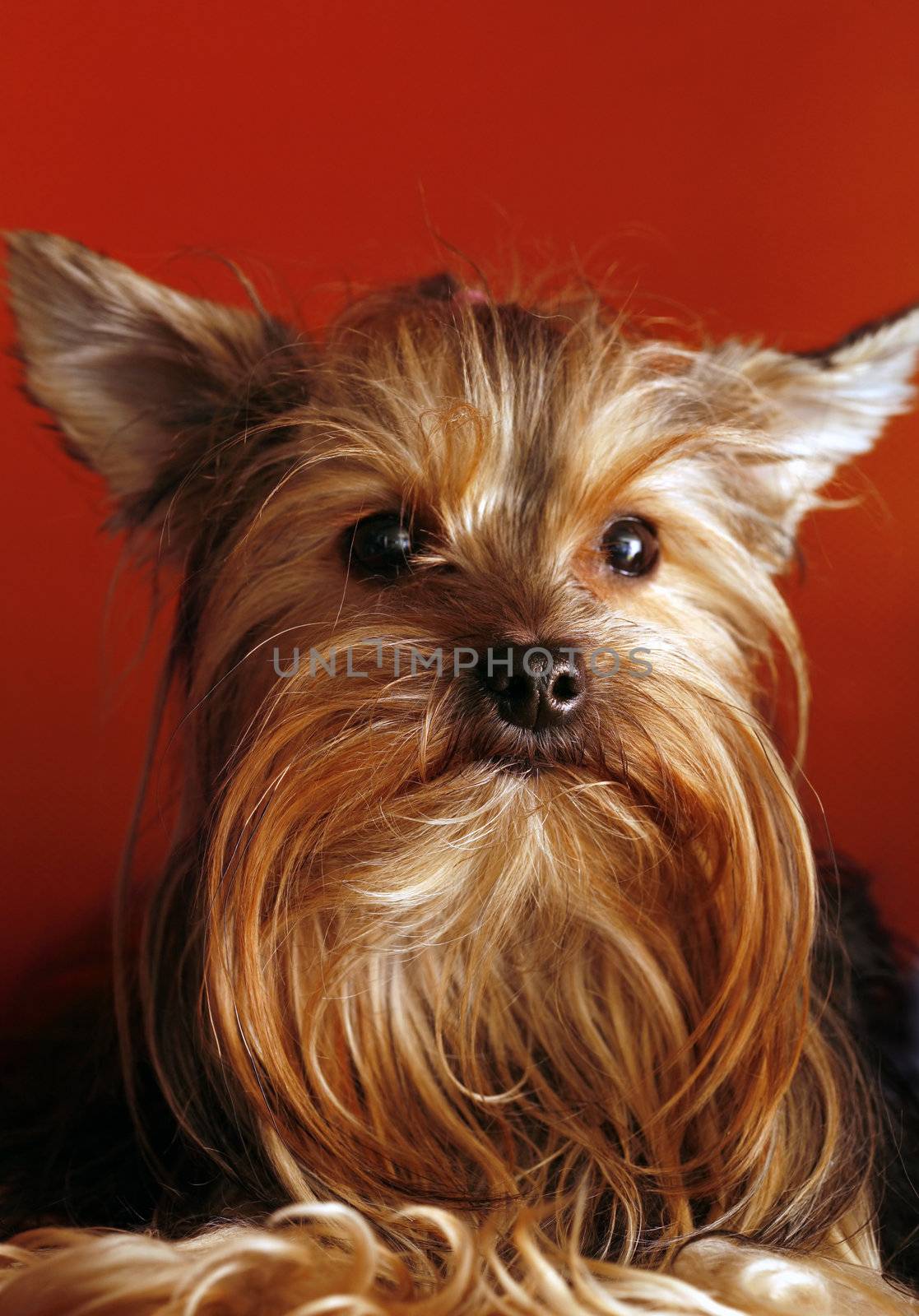 Portrait of yorkshire close-up on red background