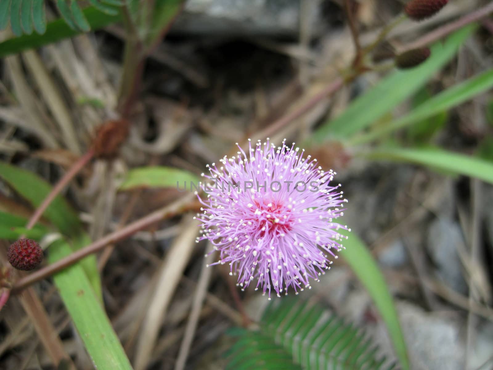 a close up of a botany of mimosa