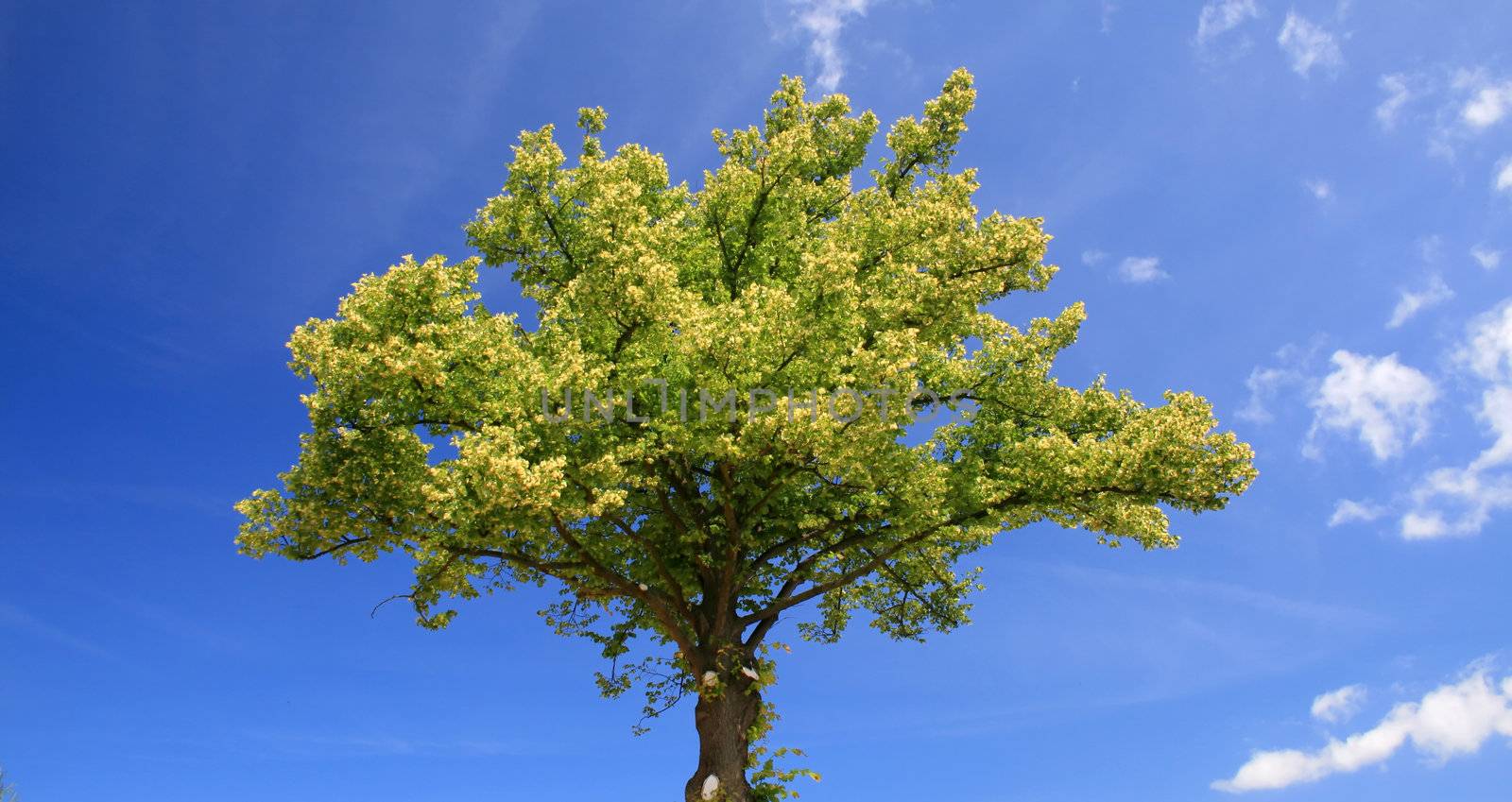 beautifull tree, dark-blue sky with clouds