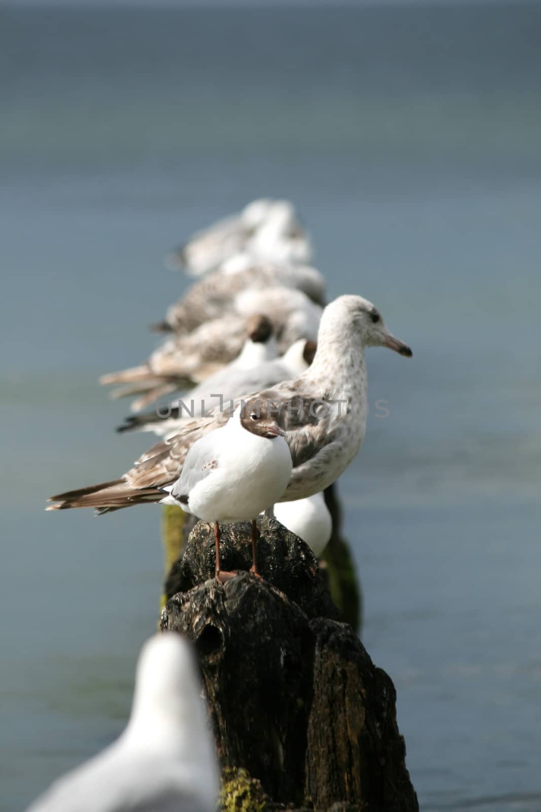 sea gulls resting on the breakwater, multiple