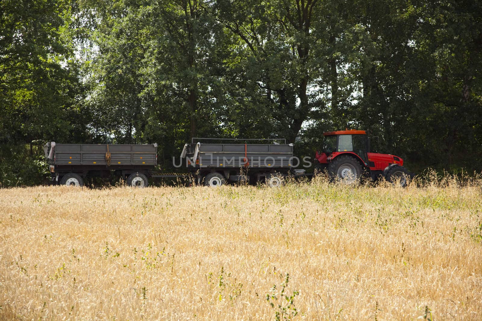 Big red harvester cuts the mature seeds of grain