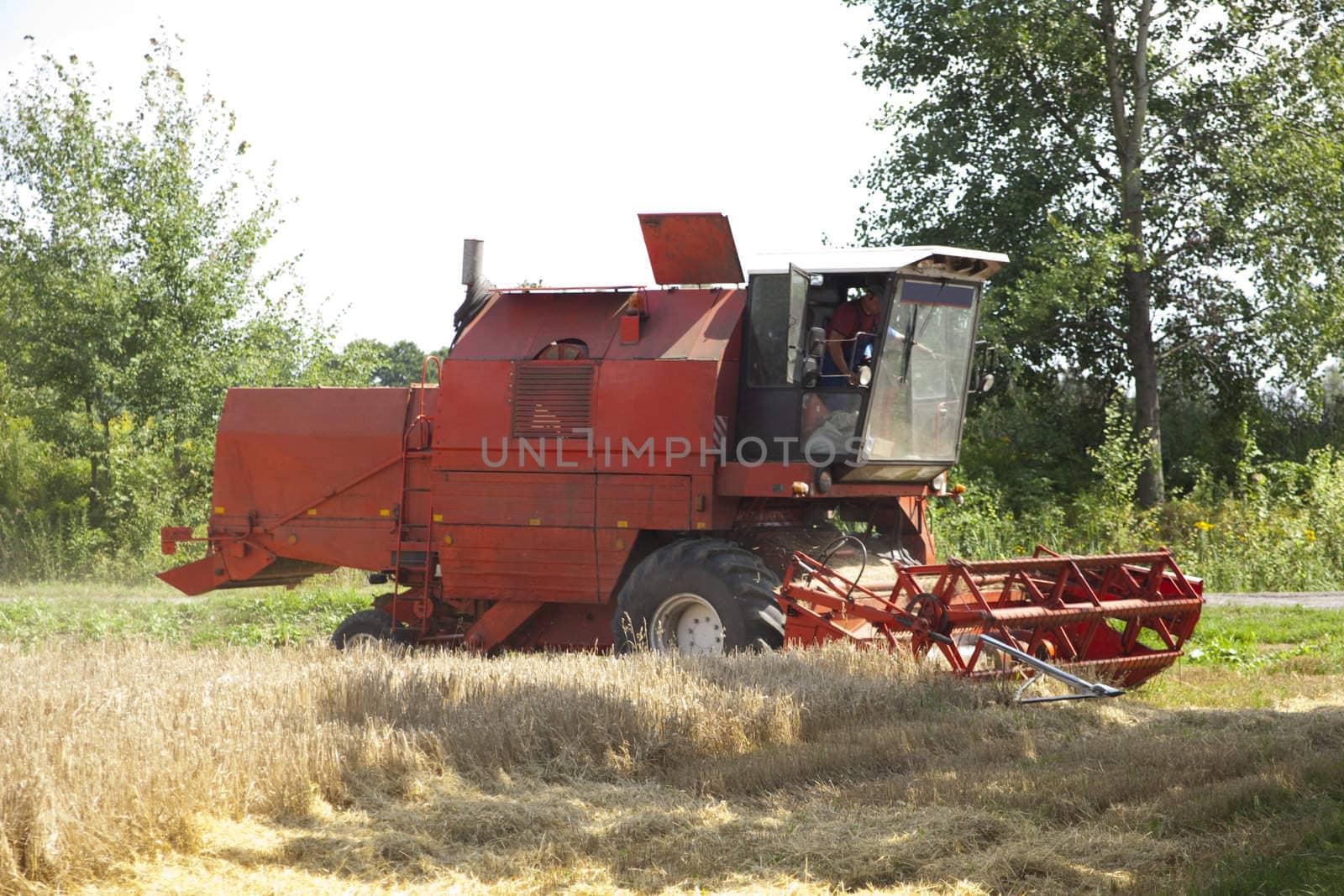 Machine harvesting the corn by shiffti