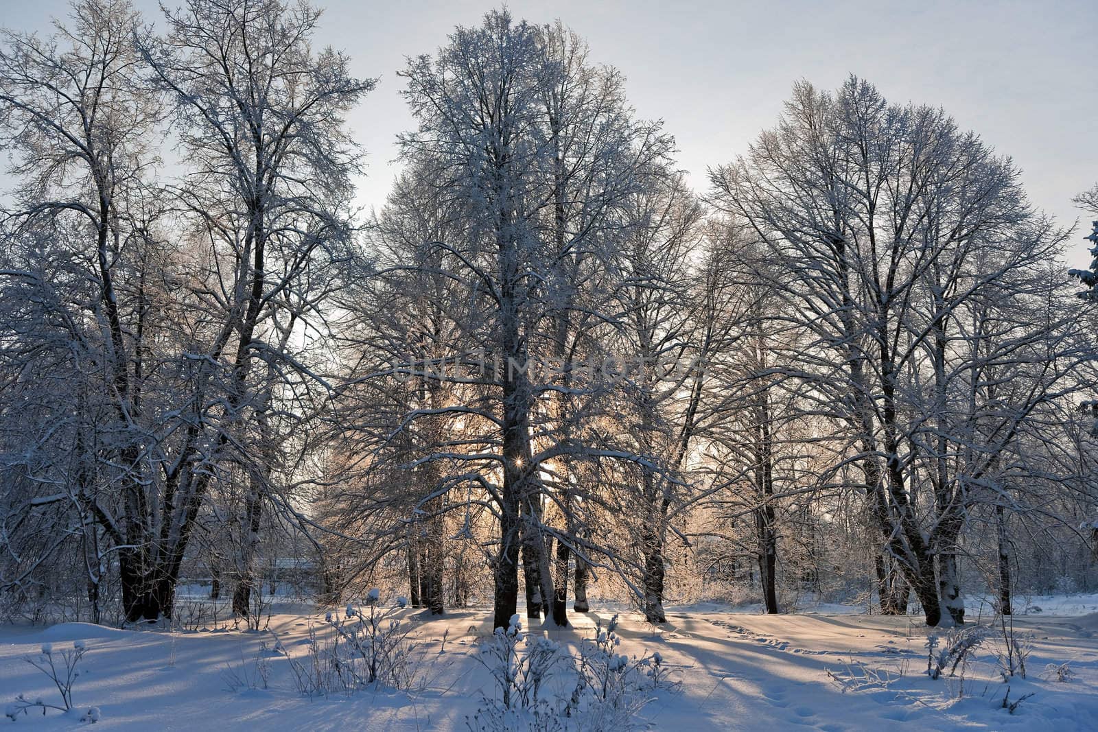  Winter Sun shining through trees in the park